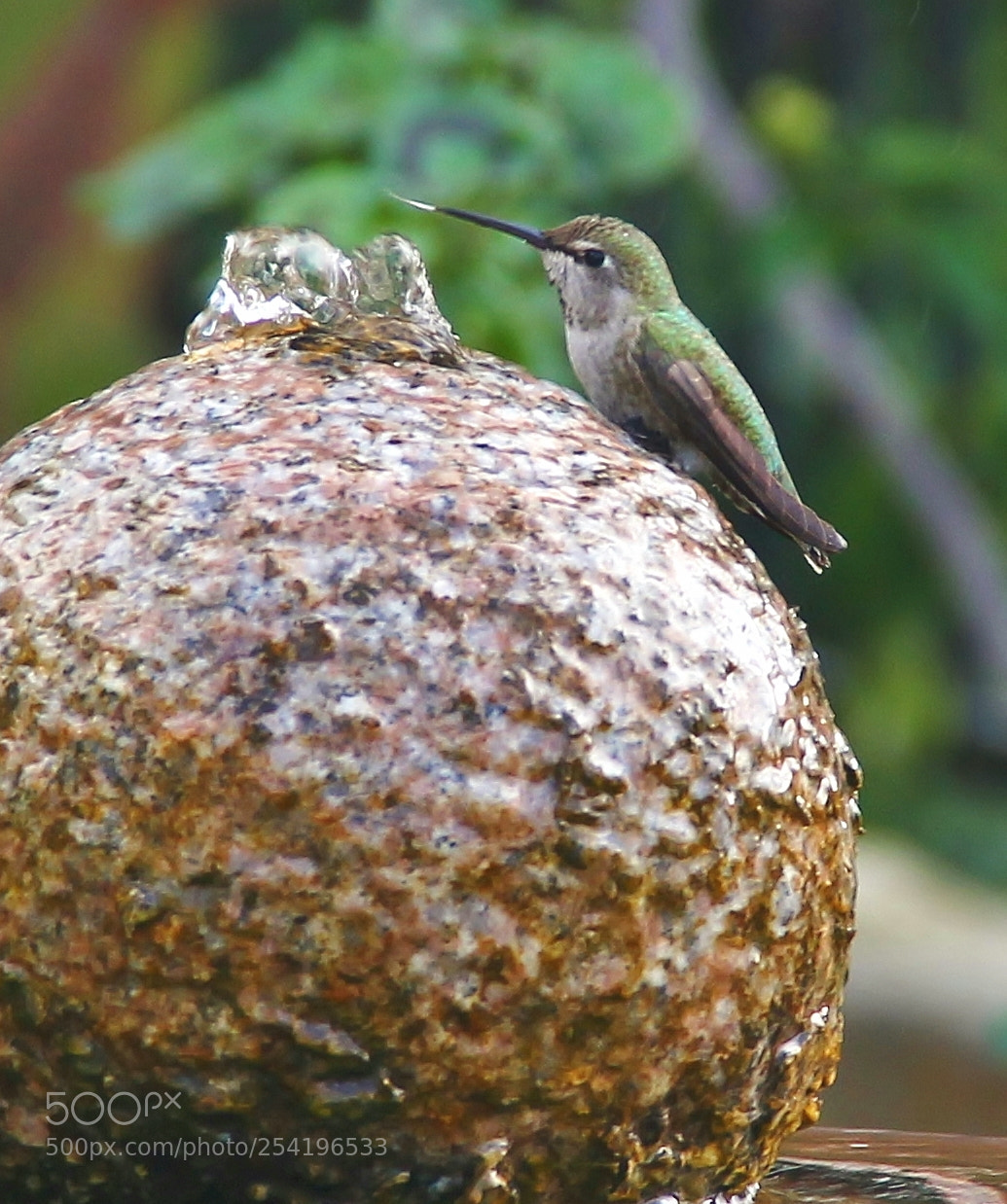Canon EOS 60D sample photo. Humming bird on fountain photography