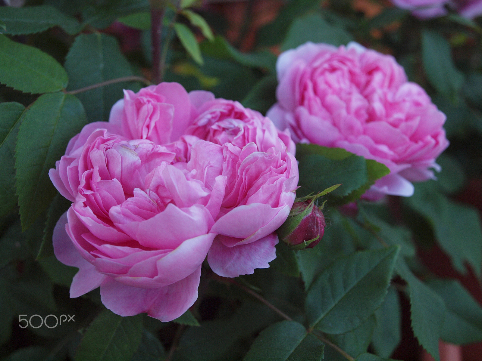 Olympus E-620 (EVOLT E-620) sample photo. Rosa jacques cartier photography