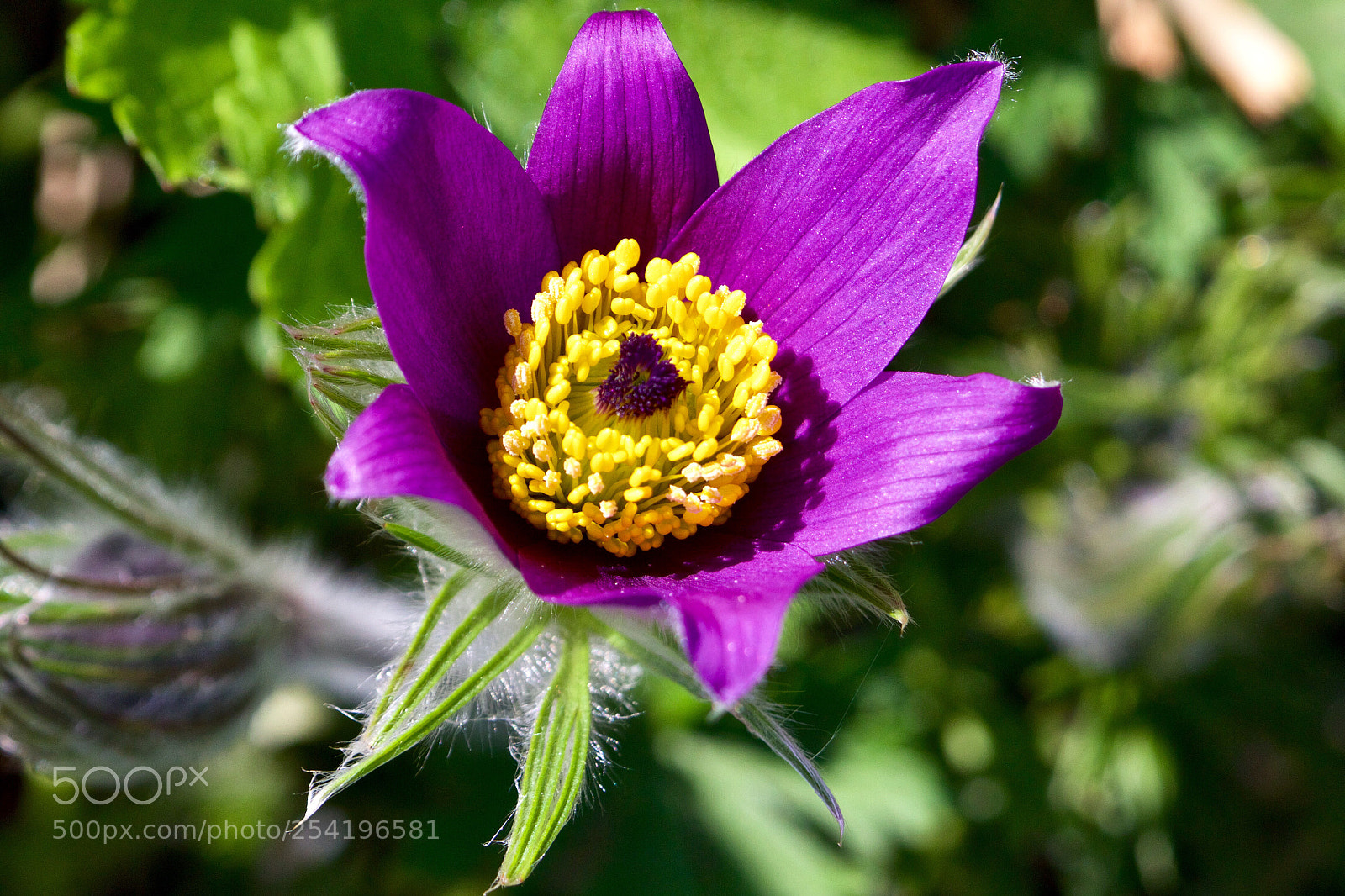 Canon EOS 7D Mark II sample photo. Pulsatilla vulgaris - wildemanskruid photography
