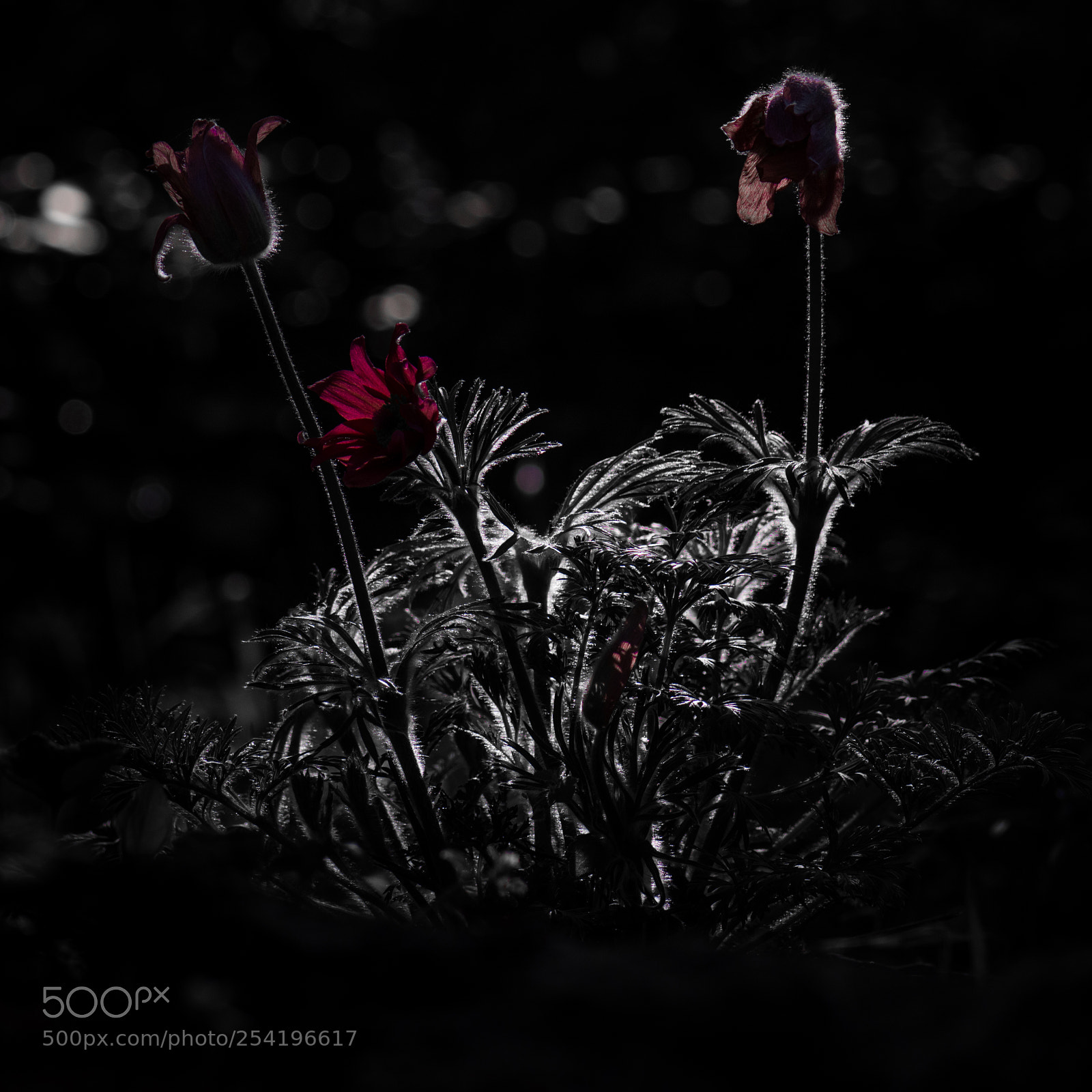 Nikon D7200 sample photo. Dark beuty photography