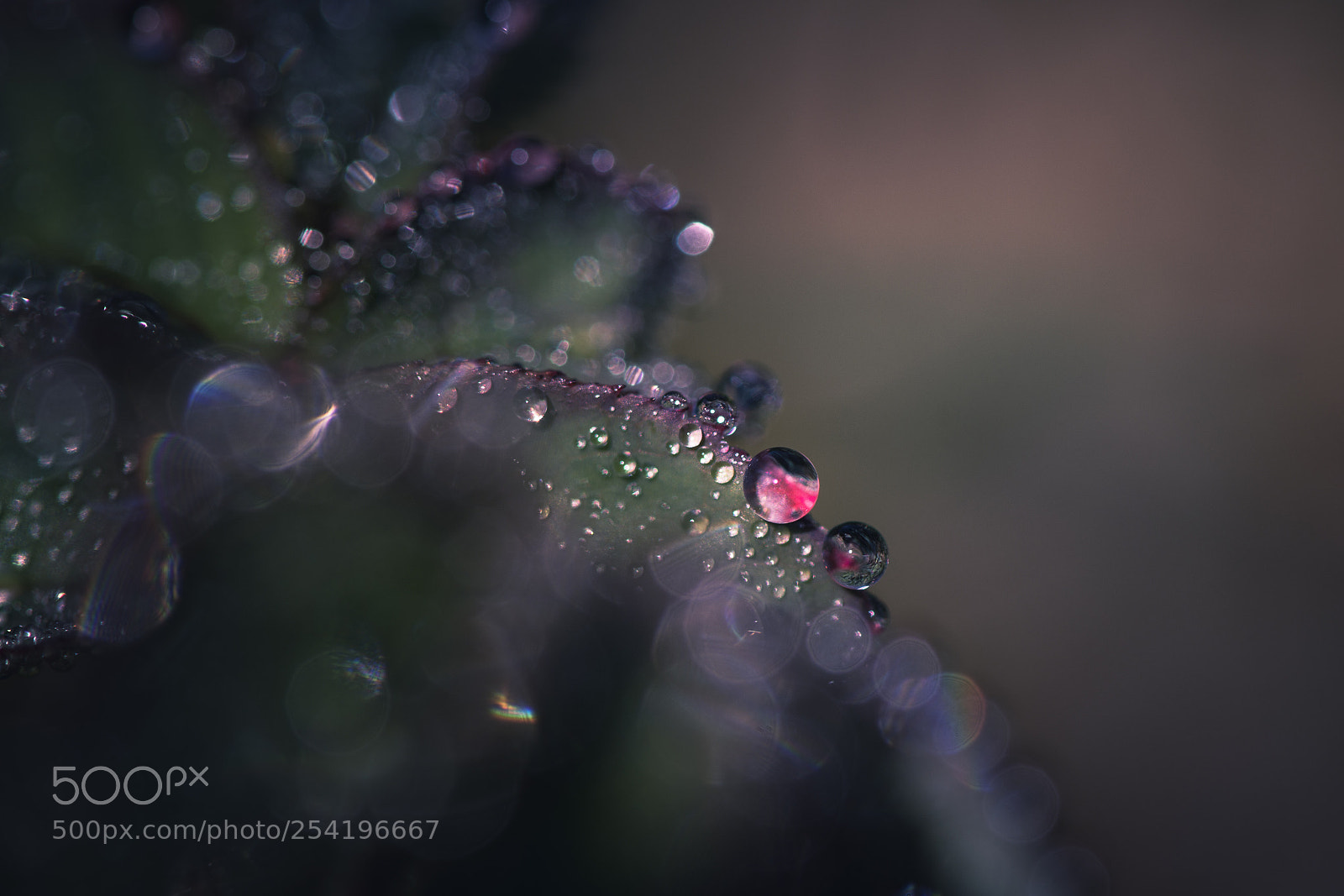 Nikon D7200 sample photo. Drop photography