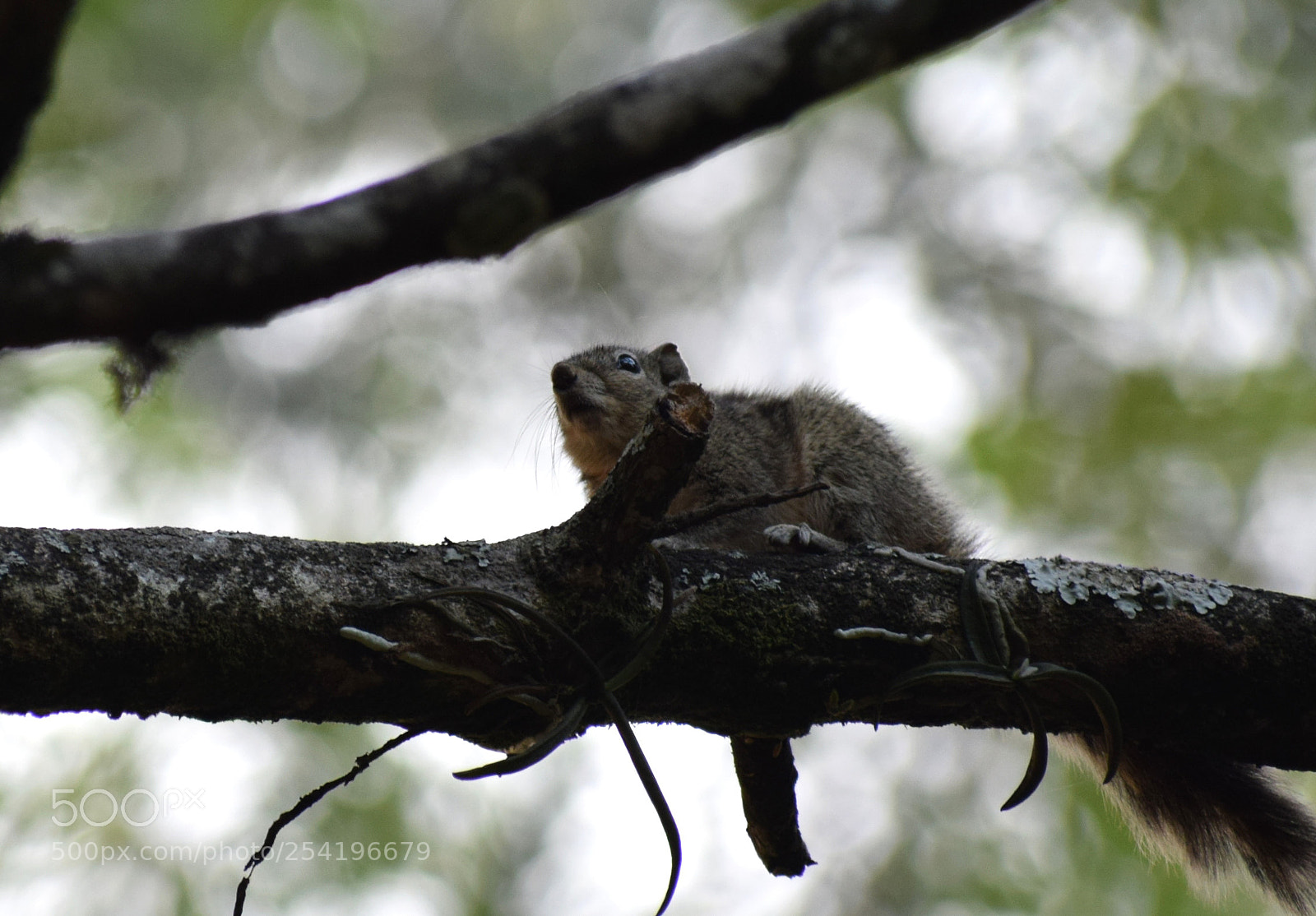 Nikon D5300 sample photo. Squirrel photography