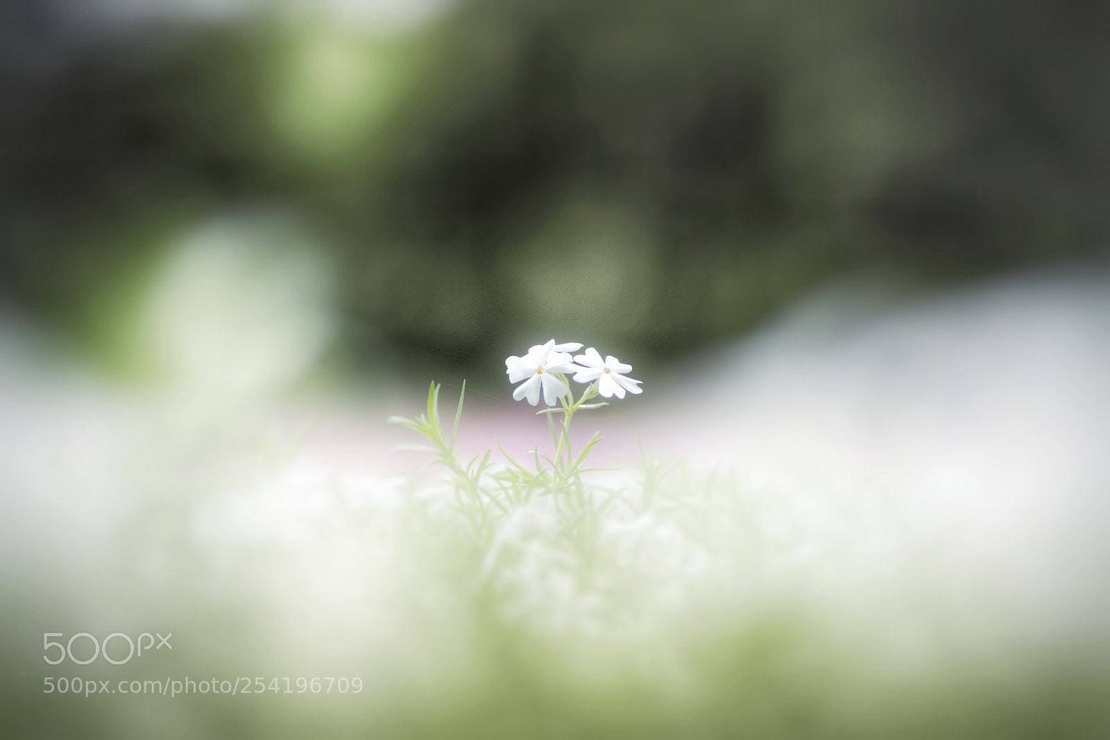 Canon EOS 6D Mark II sample photo. 白の世界… photography