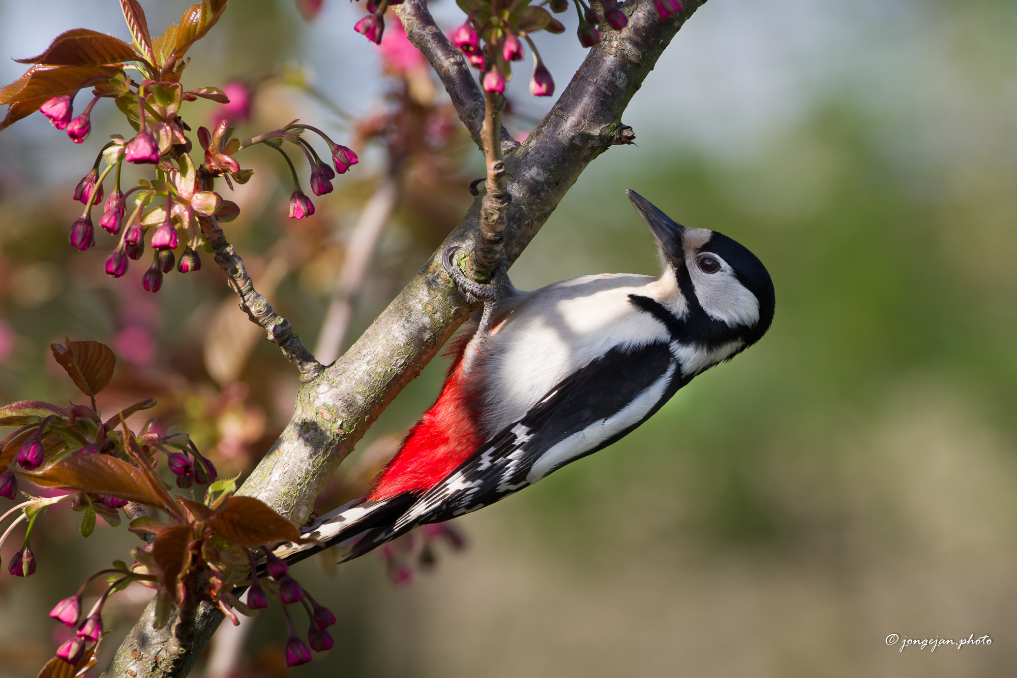 Pentax K-1 Mark II sample photo. Great spotted woodpecker photography