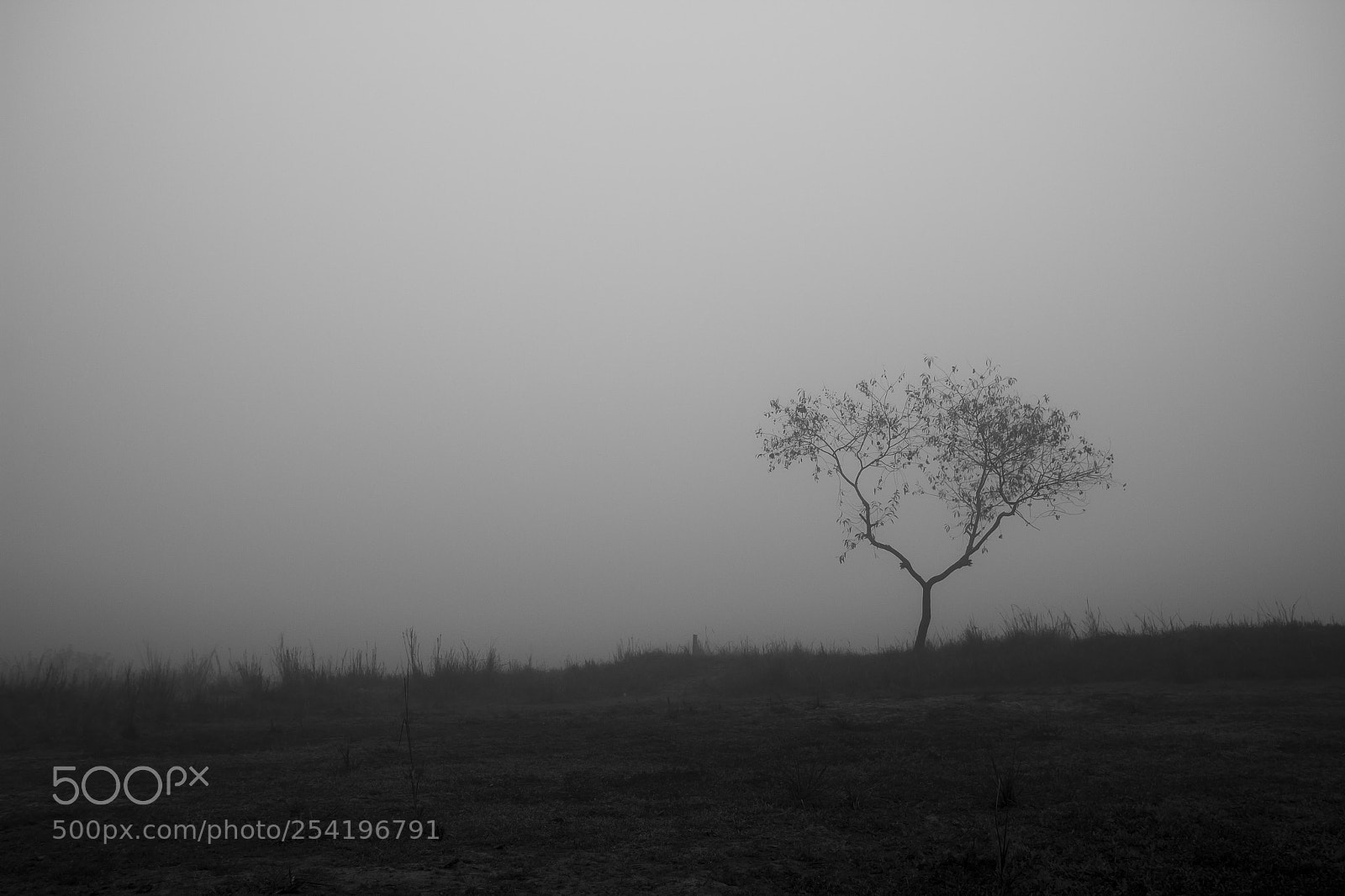 Canon EOS 70D sample photo. A foggy morning part 15 photography