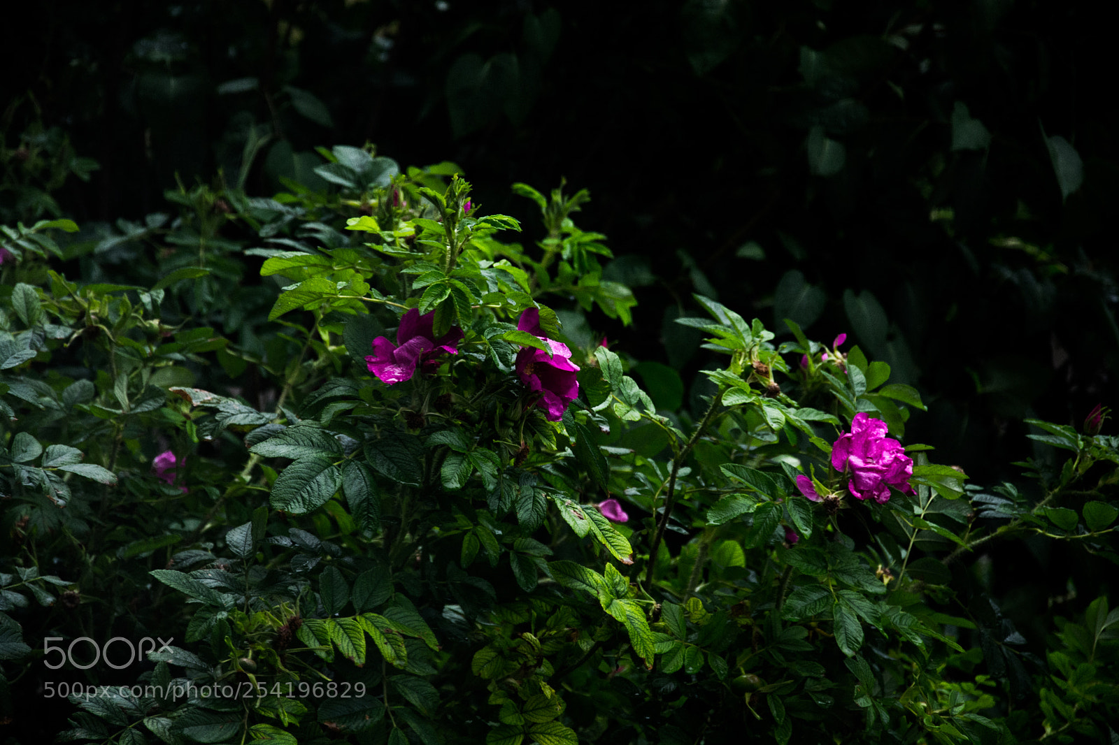 Nikon D5200 sample photo. Spring bloom photography