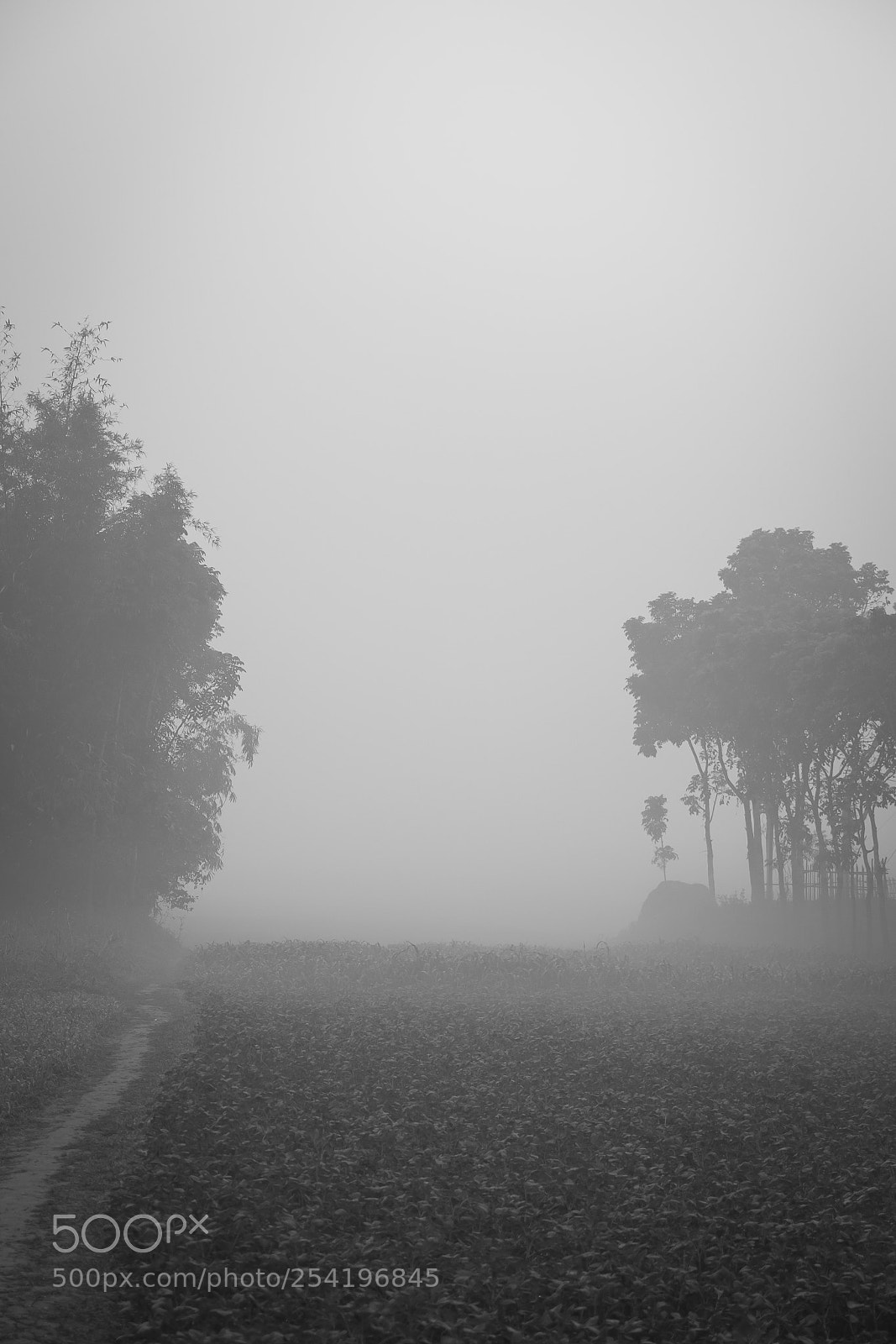 Canon EOS 70D sample photo. A foggy morning photography