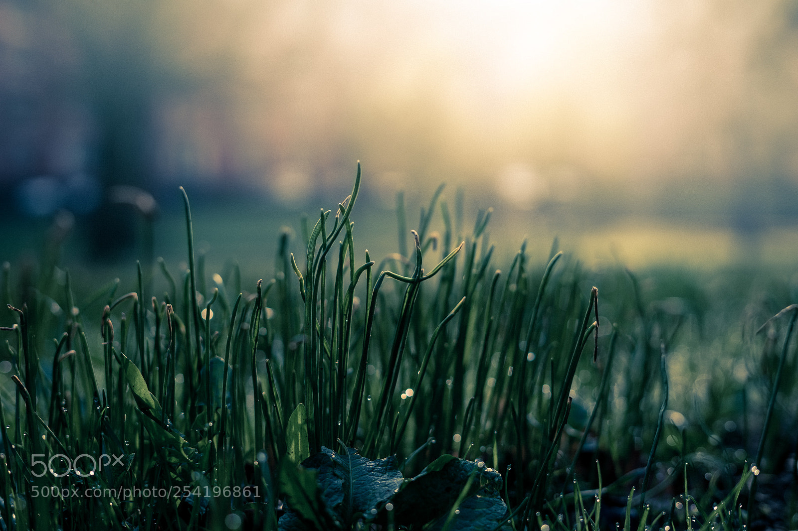 Sony a7 II sample photo. Morning glow photography