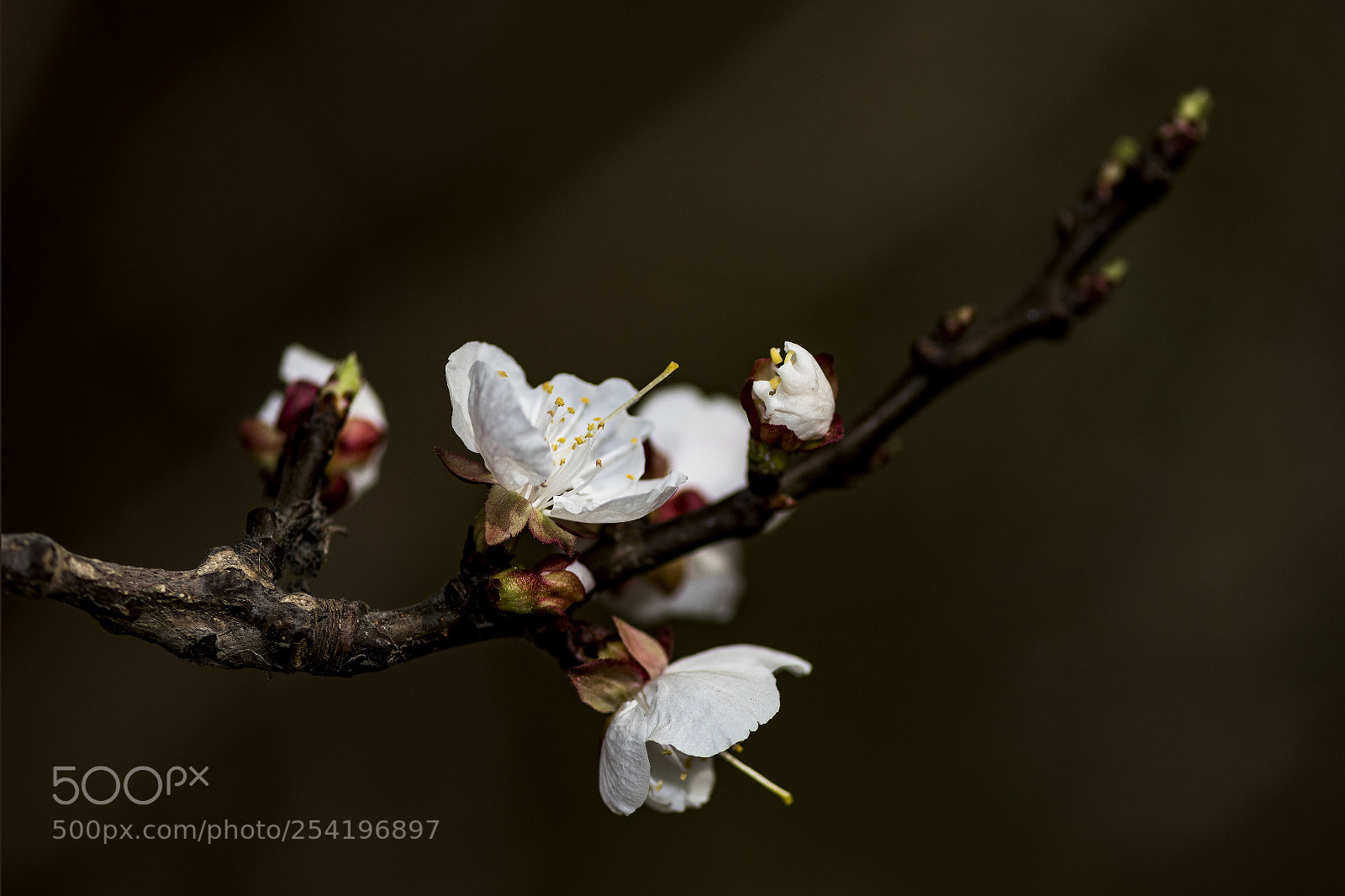 Nikon D500 sample photo. Apricot flowers photography