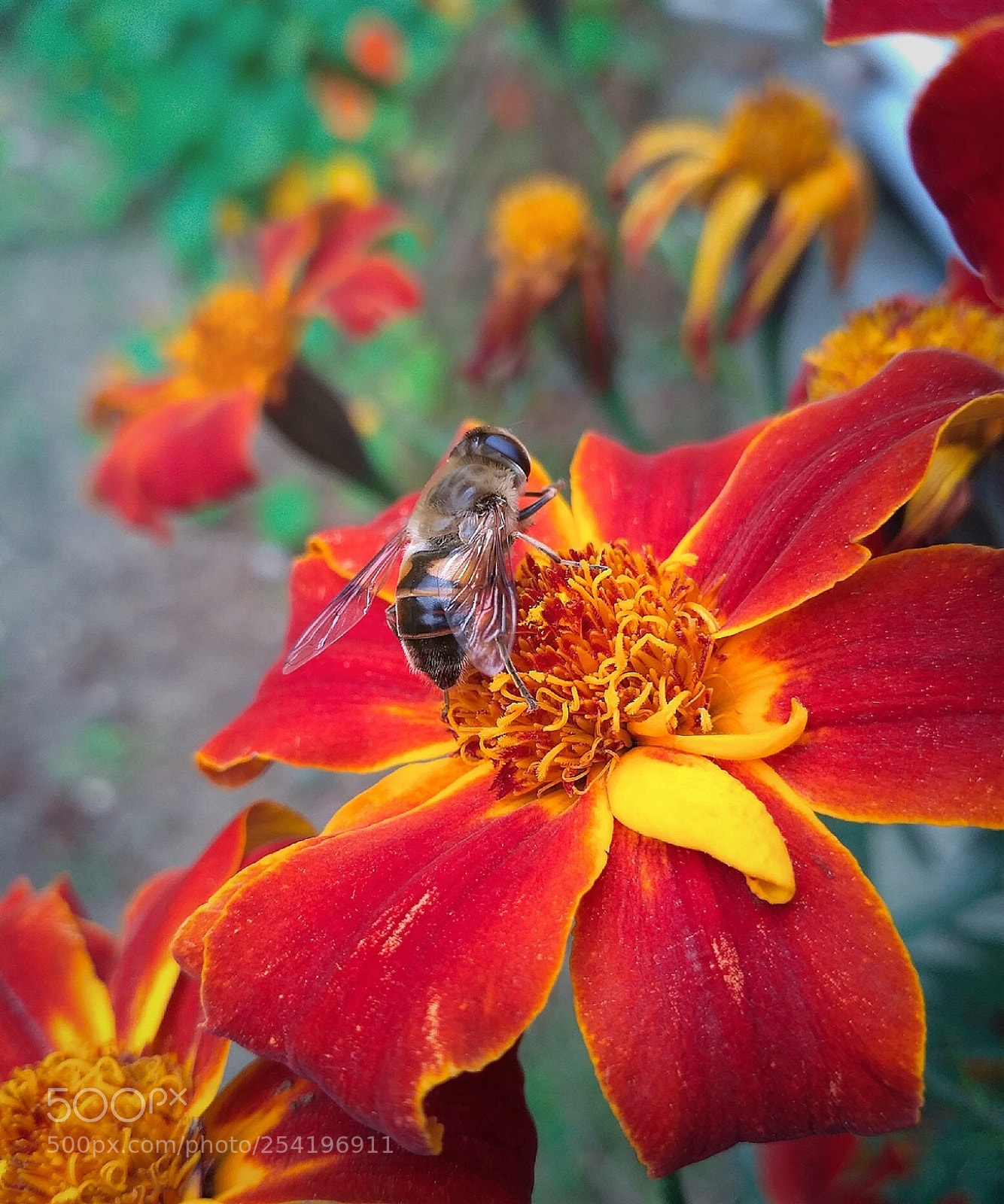 Xiaomi Redmi 3S sample photo. Honeybee photography