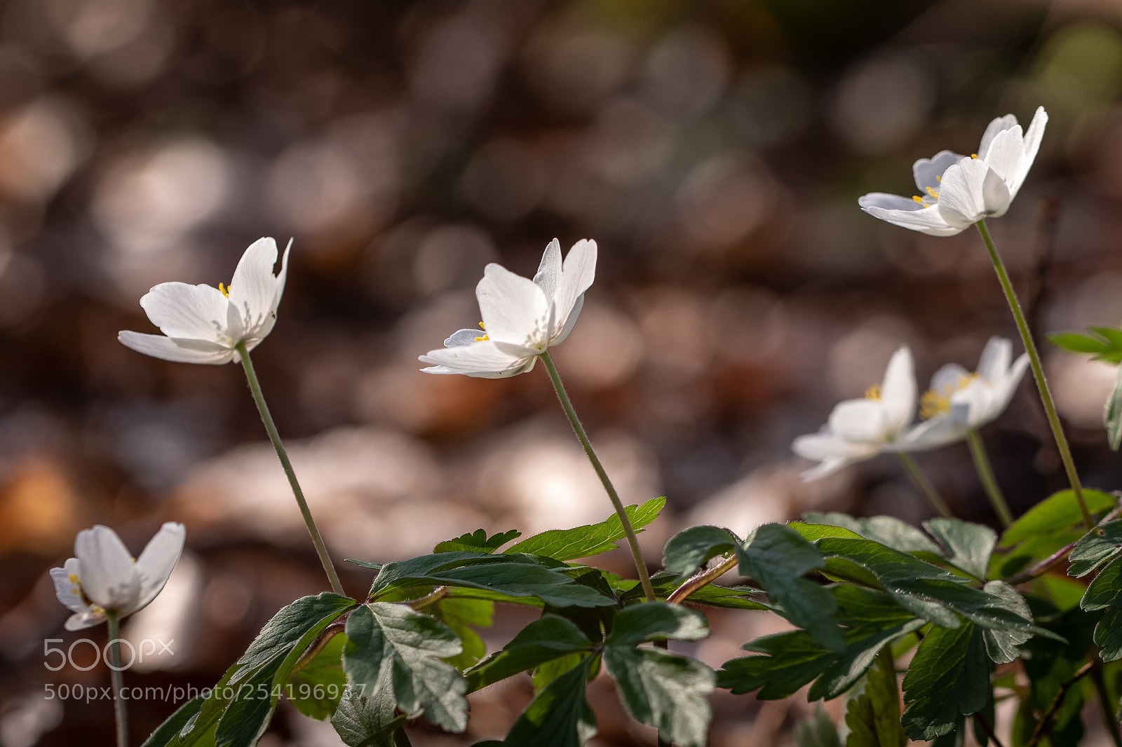 Canon EOS 7D Mark II sample photo. Flowers photography