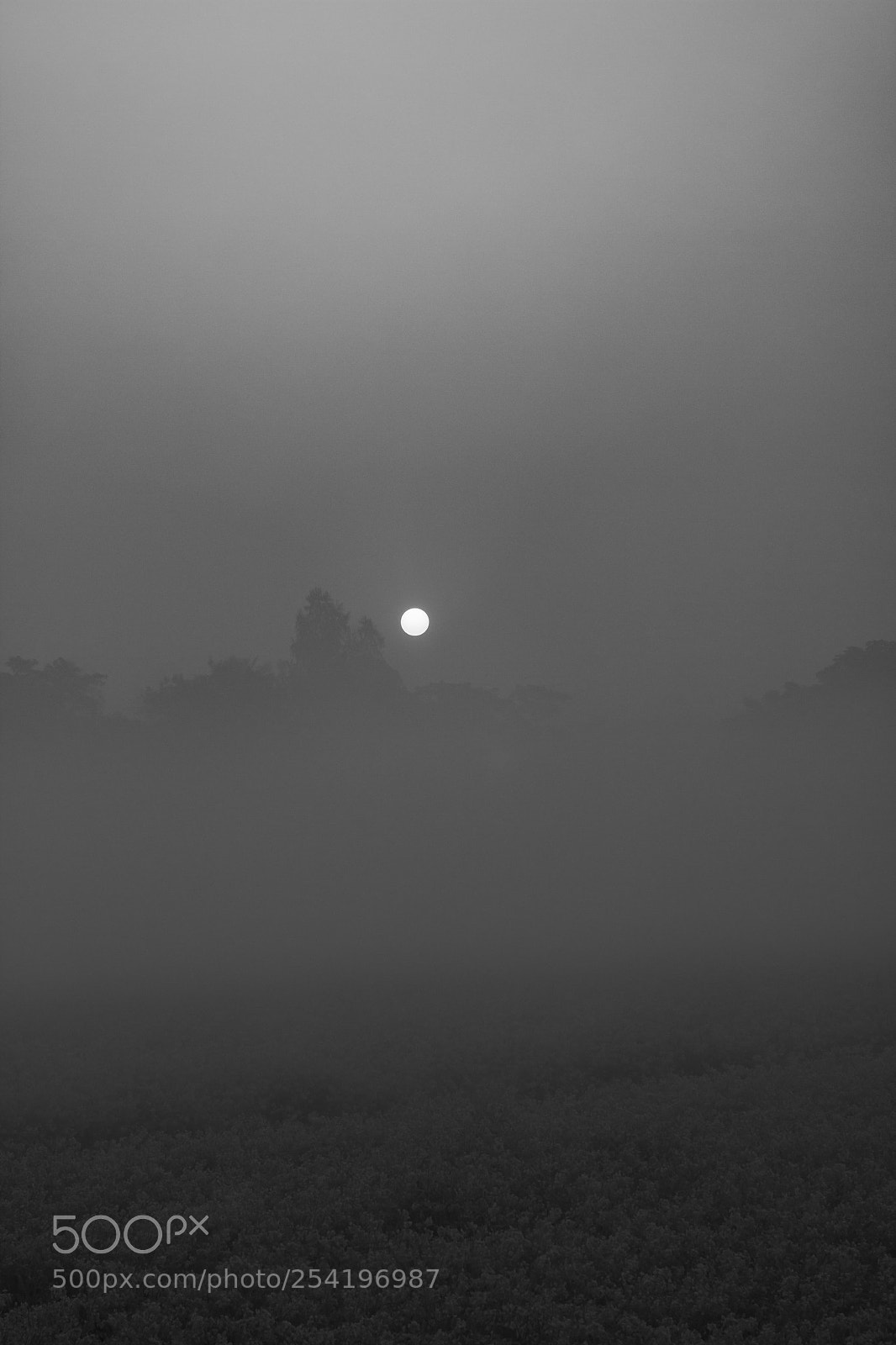 Canon EOS 70D sample photo. B&w morning photography