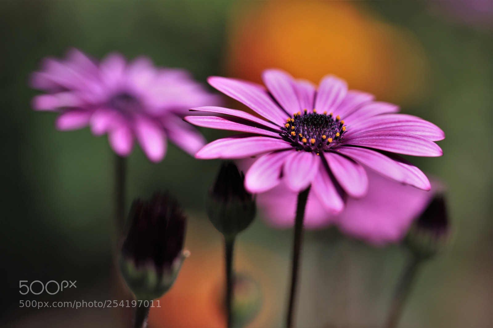 Canon EOS 6D Mark II sample photo. Colores are back ;-) photography