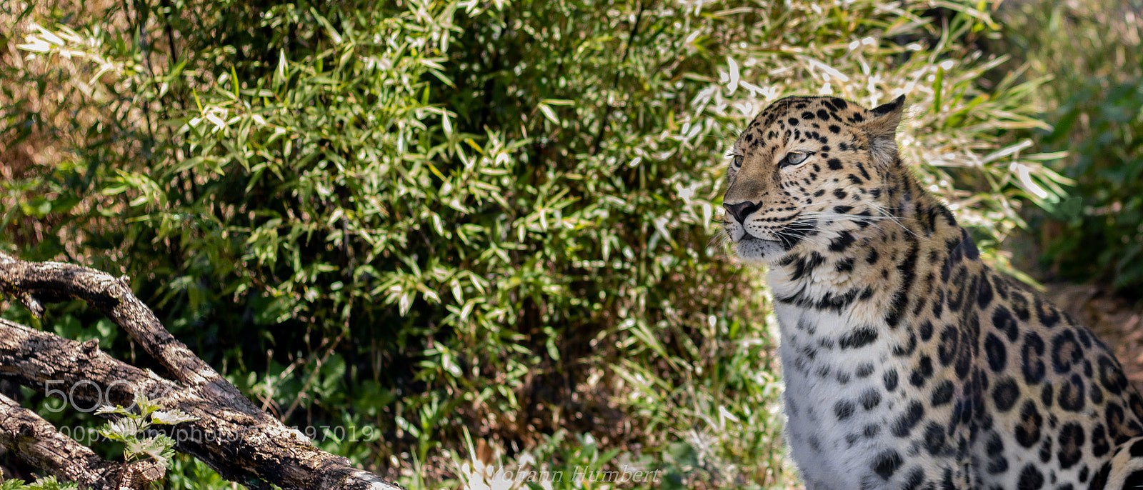 Canon EOS 750D (EOS Rebel T6i / EOS Kiss X8i) sample photo. Panther photography