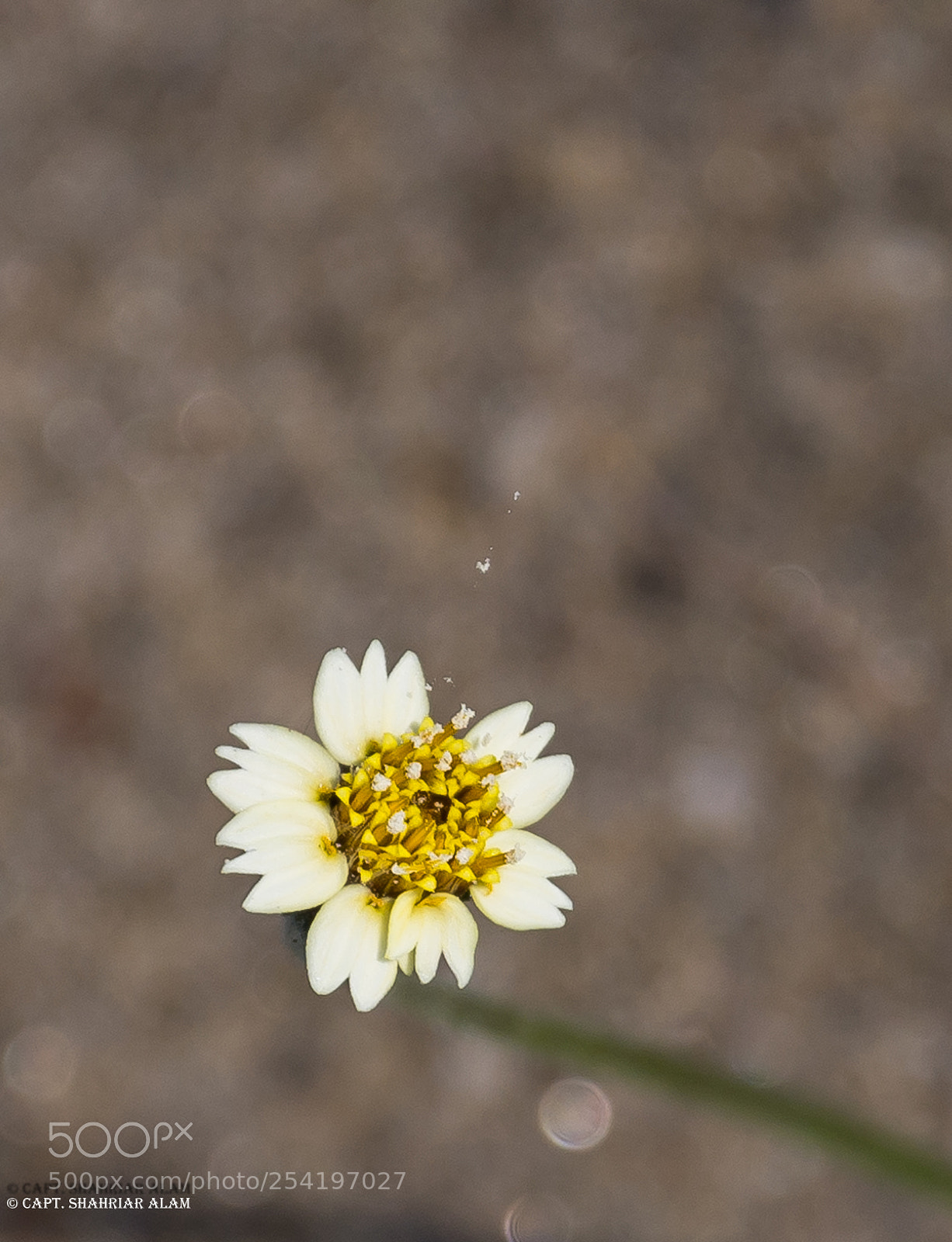 Nikon D7200 sample photo. Flying pollen photography
