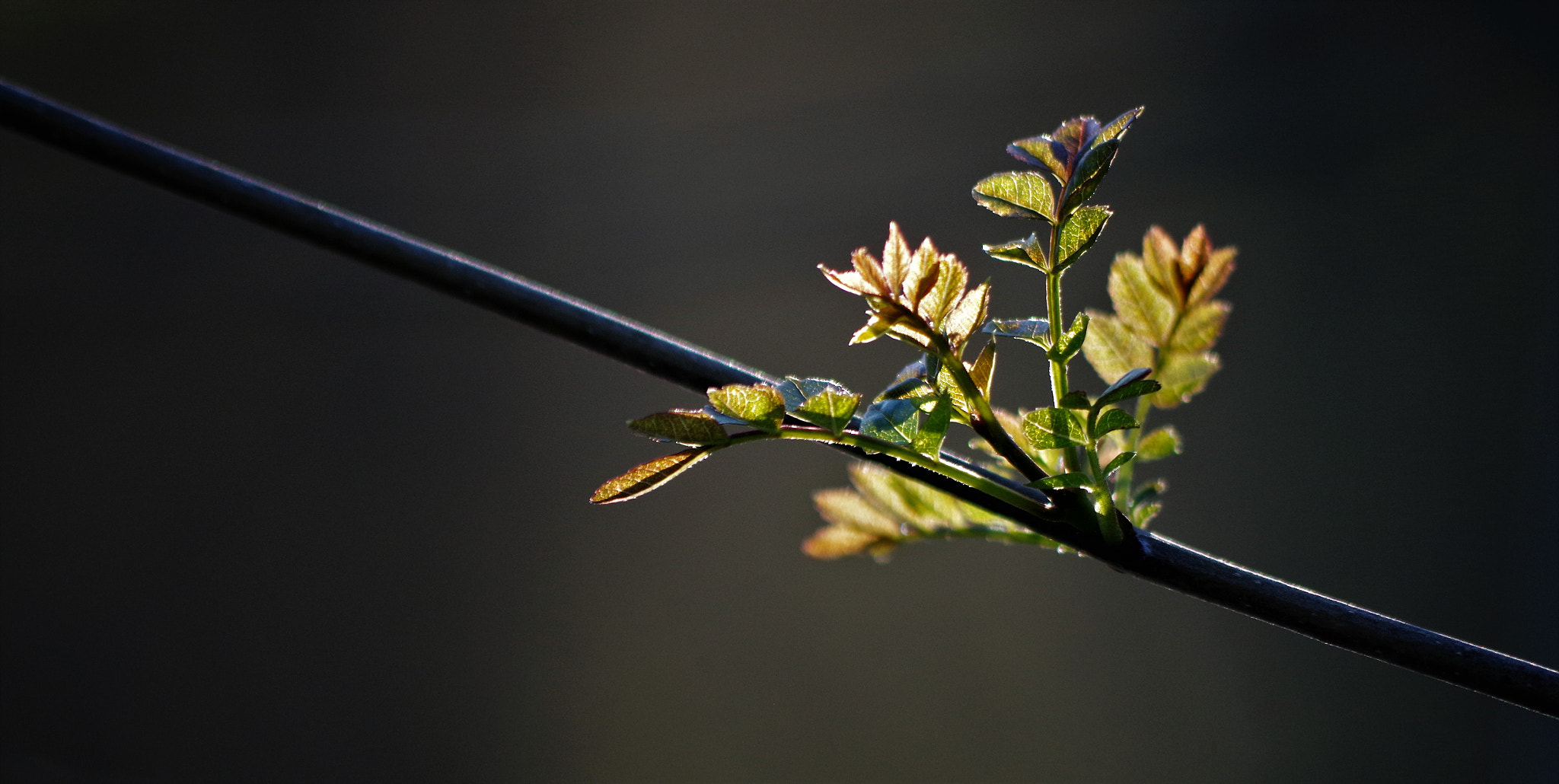 Pentax K-50 sample photo. Warm photography