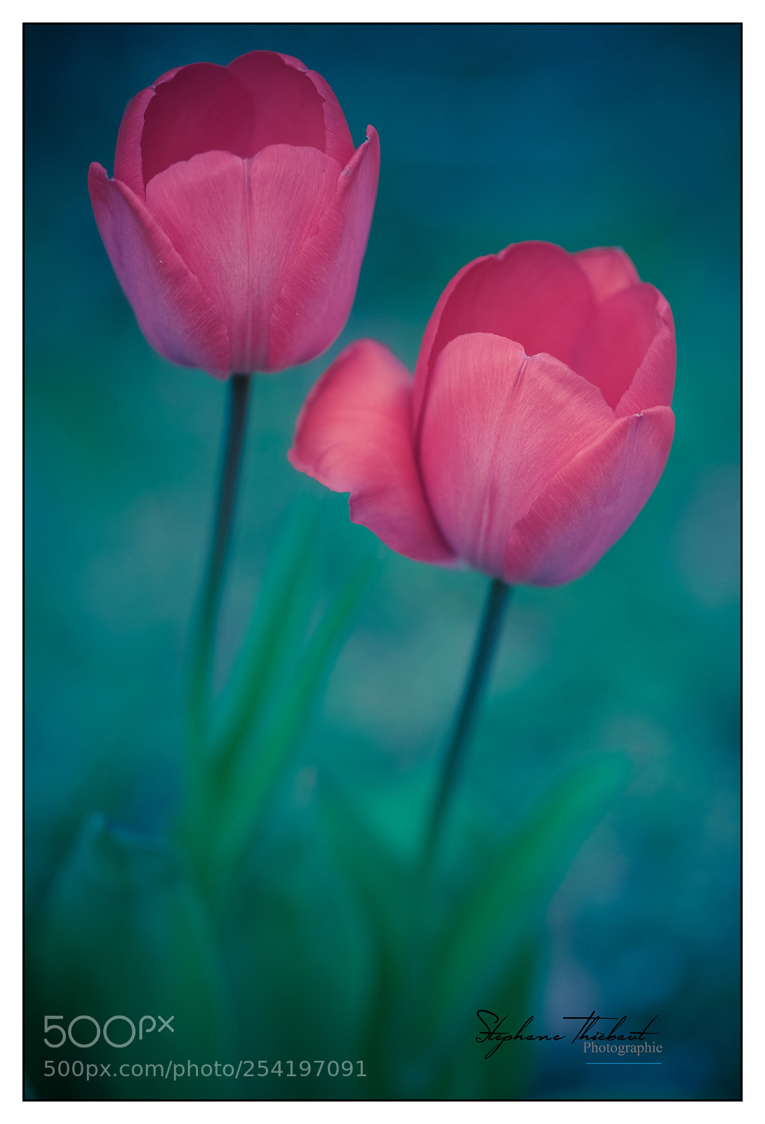 Fujifilm X-T2 sample photo. Les sœurs tulipes photography