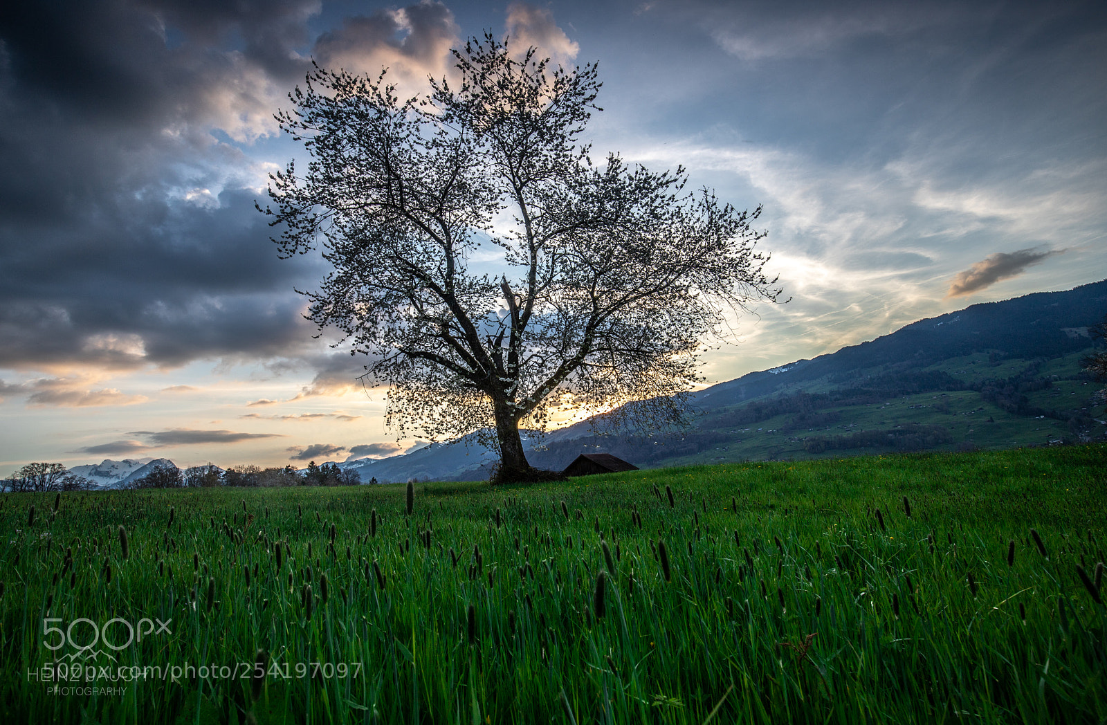 Canon EOS 6D Mark II sample photo. Green gras photography