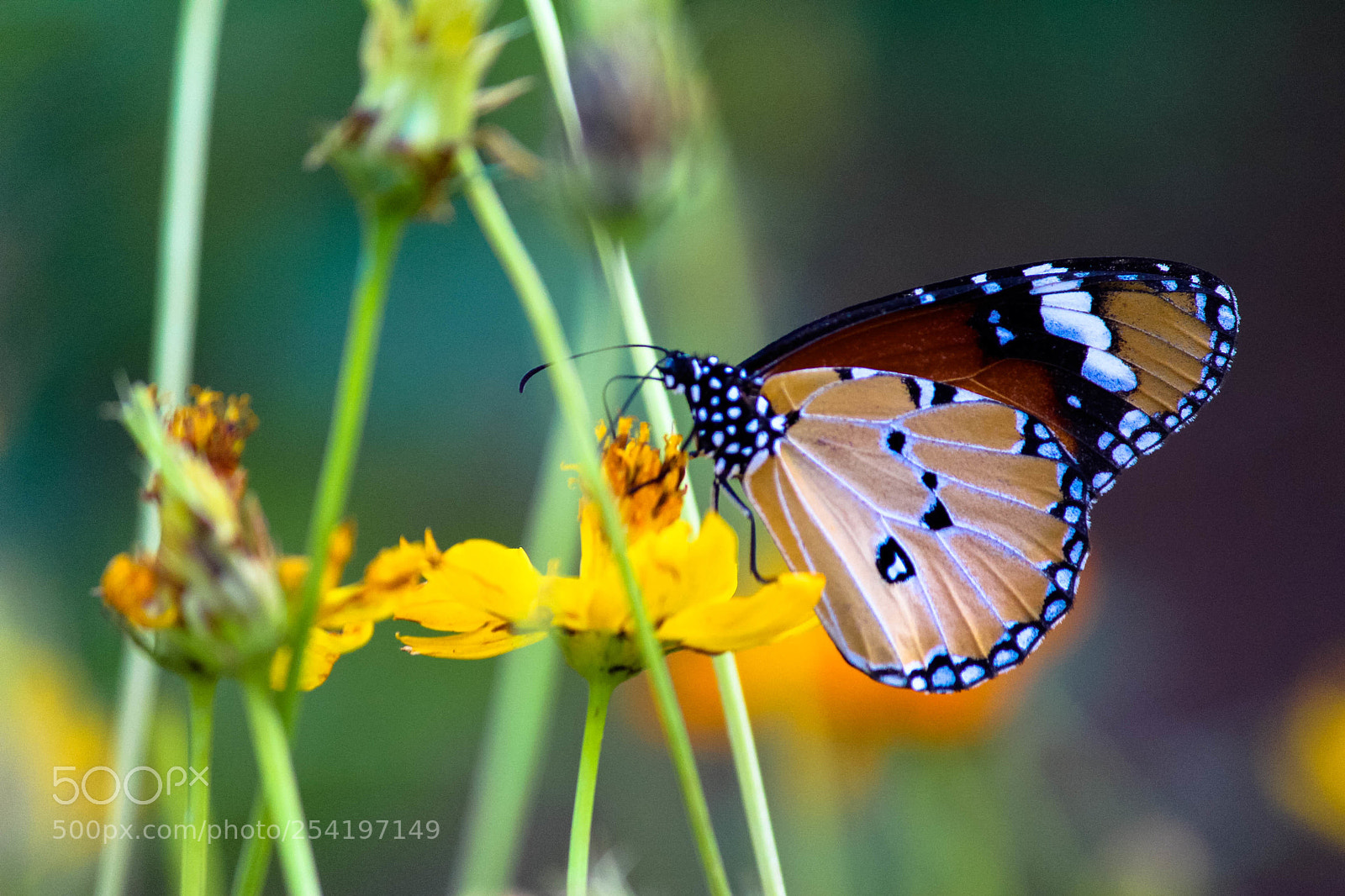 Canon EOS 700D (EOS Rebel T5i / EOS Kiss X7i) sample photo. Butterfly photography