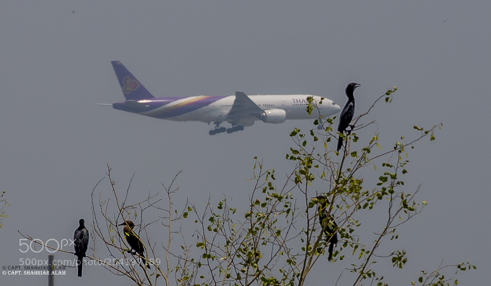 Nikon D7200 sample photo. Flying into birds photography