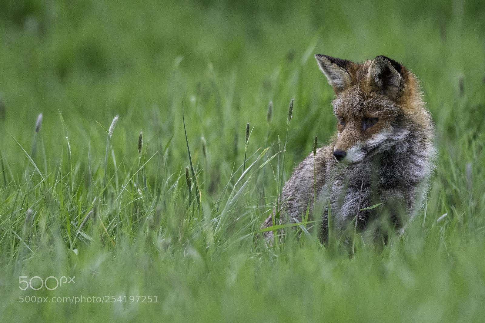 Nikon D500 sample photo. Une rencontre ineffable photography
