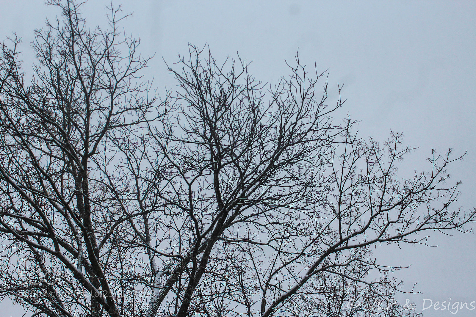 Canon EOS 1200D (EOS Rebel T5 / EOS Kiss X70 / EOS Hi) sample photo. Bare branches photography