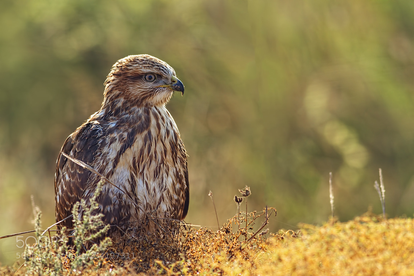 Canon EOS 7D sample photo. Long legged buzzard... photography