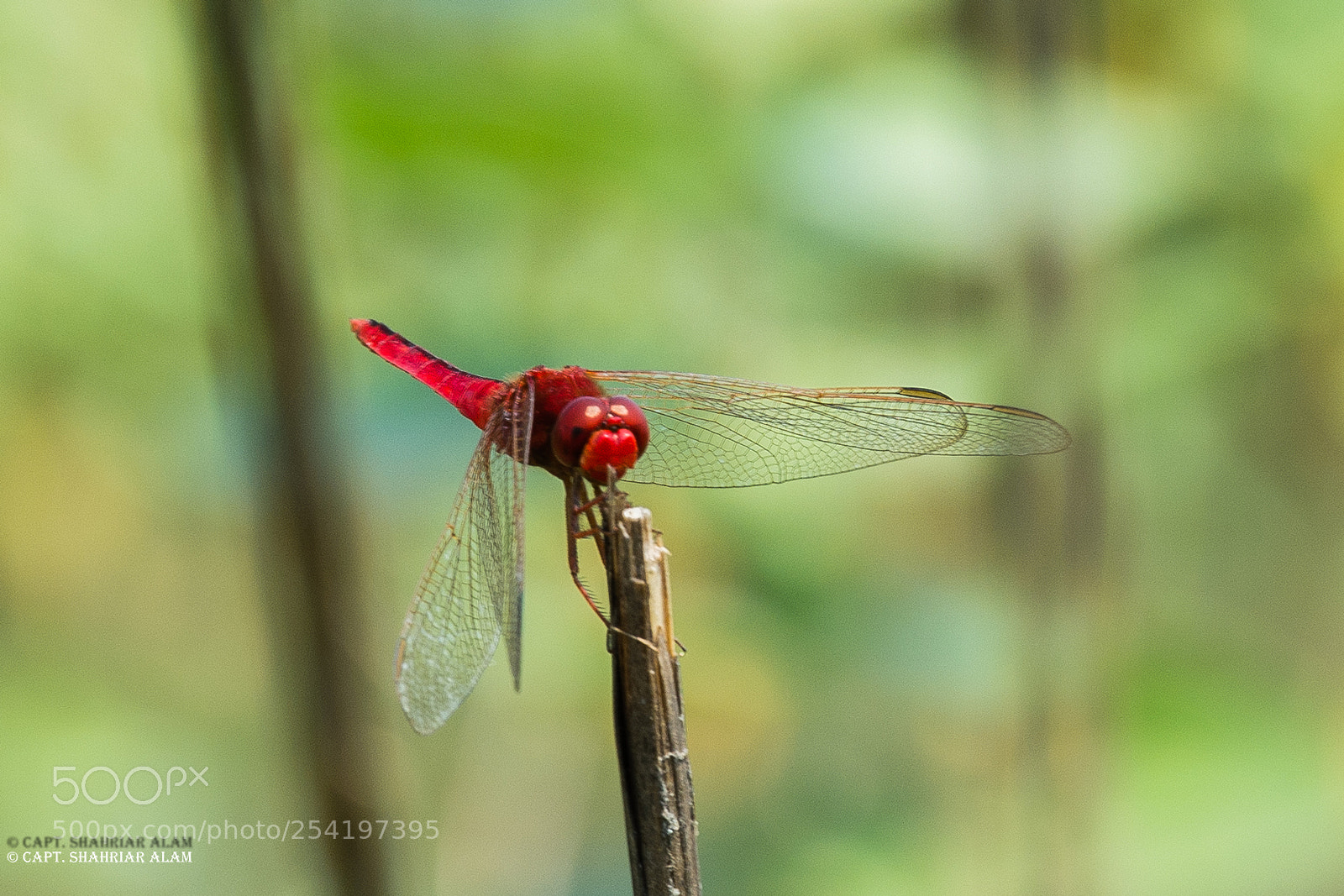Nikon D7200 sample photo. Red dragonfly photography