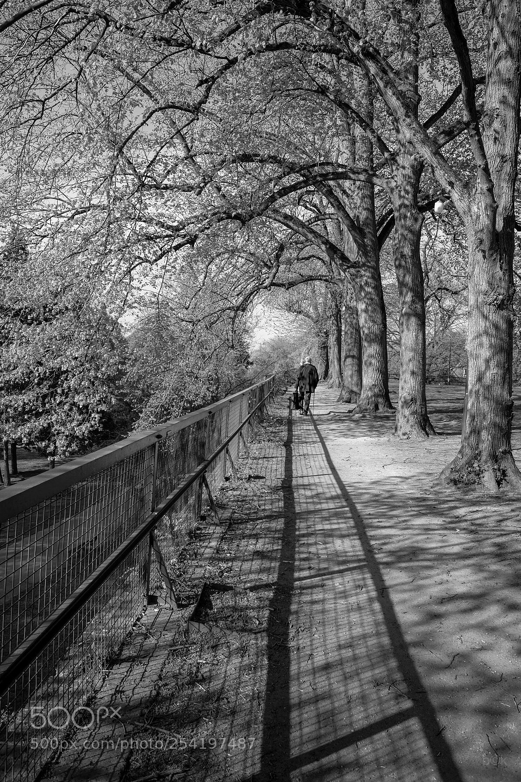 Fujifilm X70 sample photo. Trees/// photography