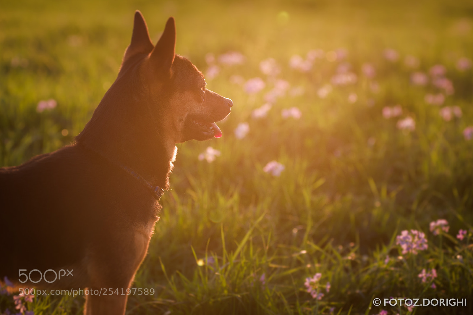 Nikon D700 sample photo. Dog at sunset photography