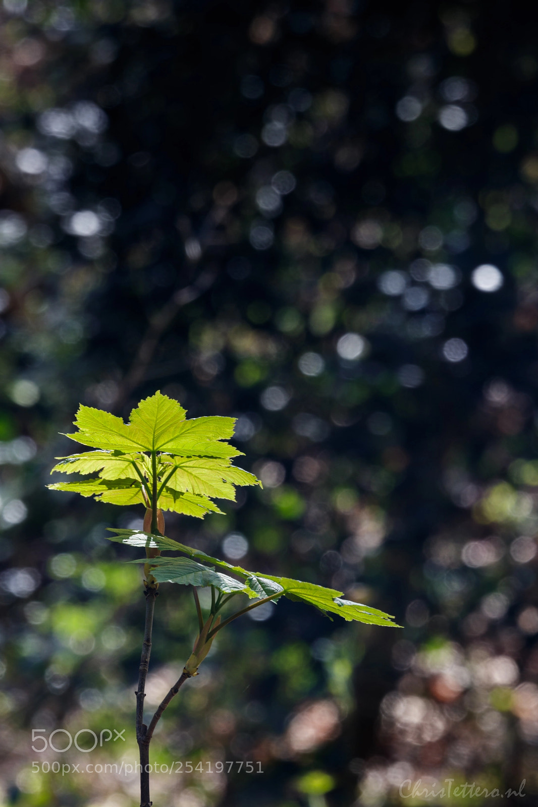 Canon EOS 80D sample photo. Esdoorn photography