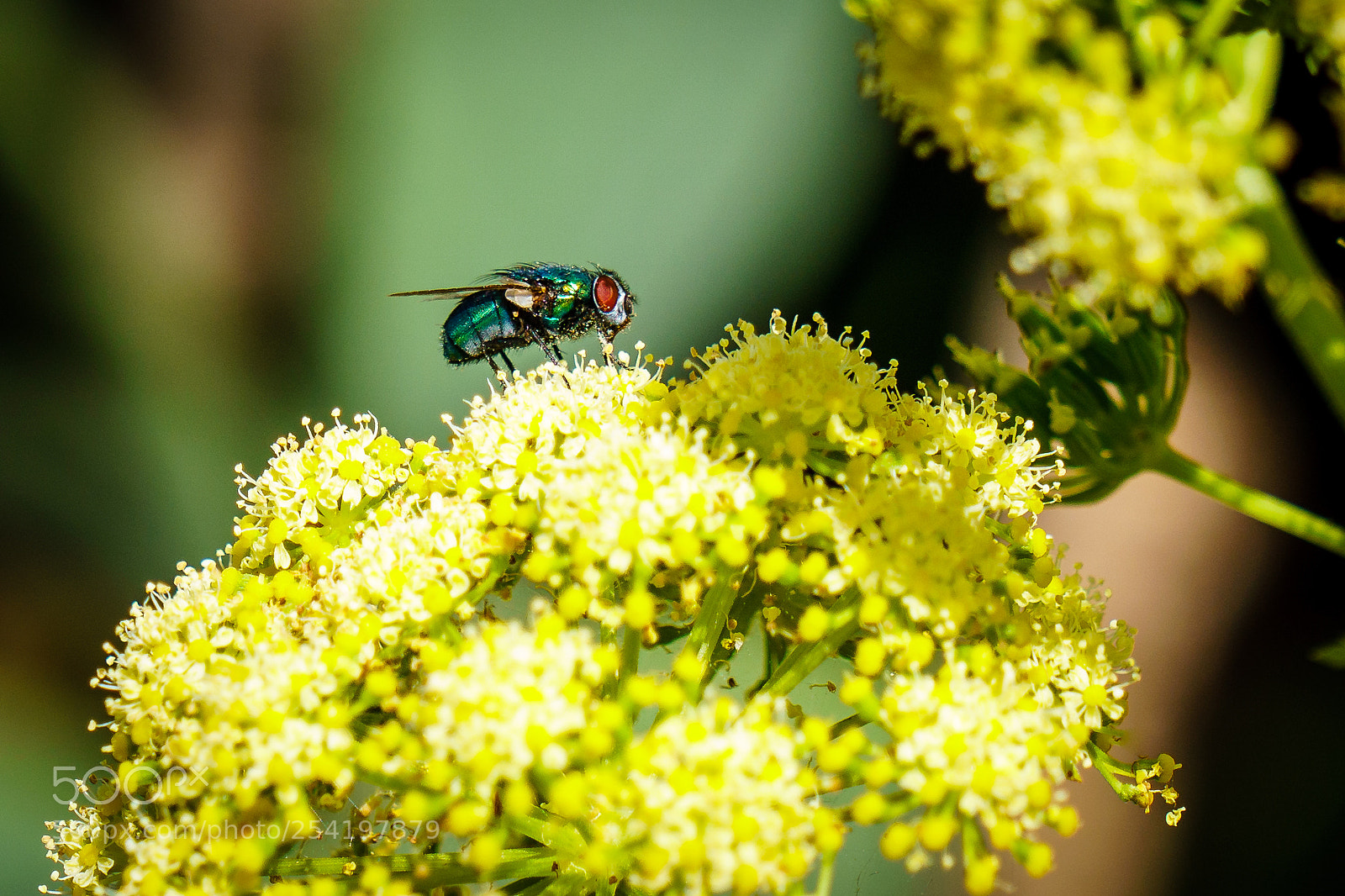 Sony a6500 sample photo. Fliege photography