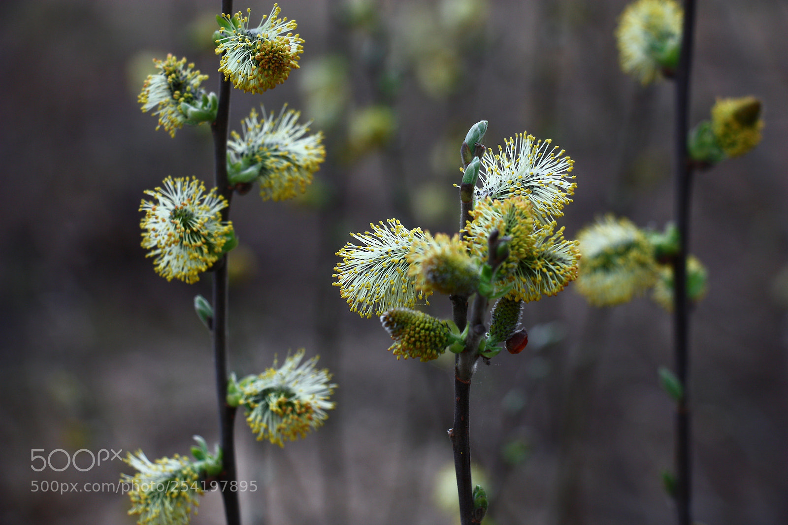 Canon EOS 450D (EOS Rebel XSi / EOS Kiss X2) sample photo. The blossoming willow twigs. photography
