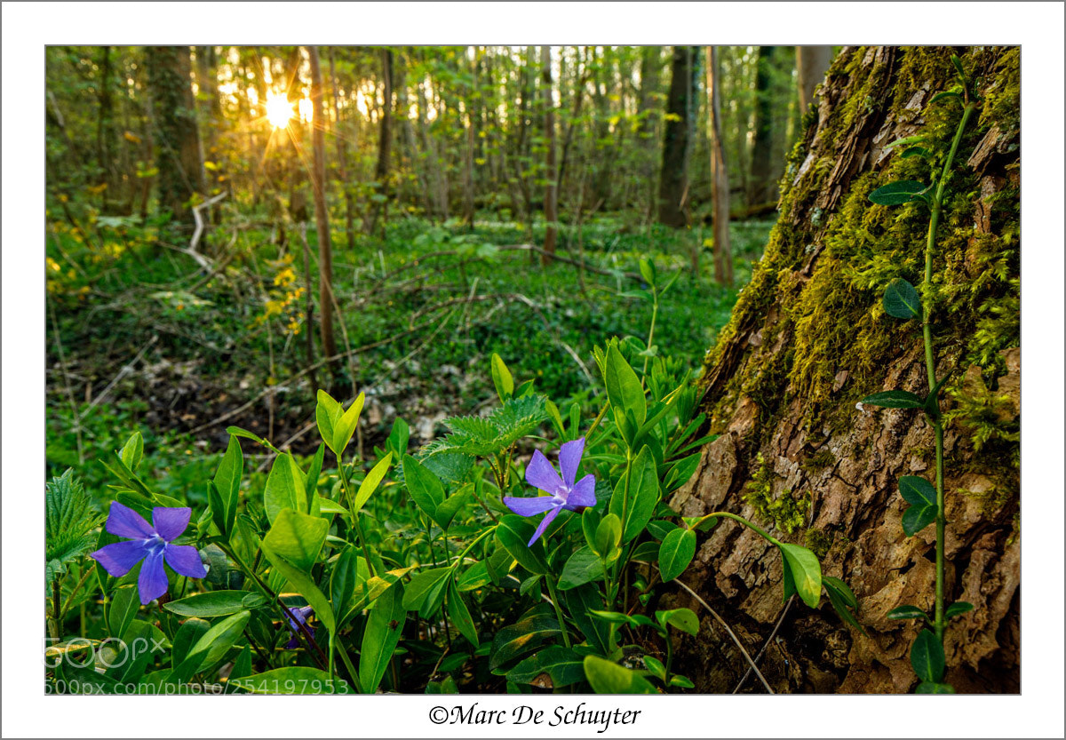 Canon EOS 5D Mark IV sample photo. Periwinkle at sunset photography
