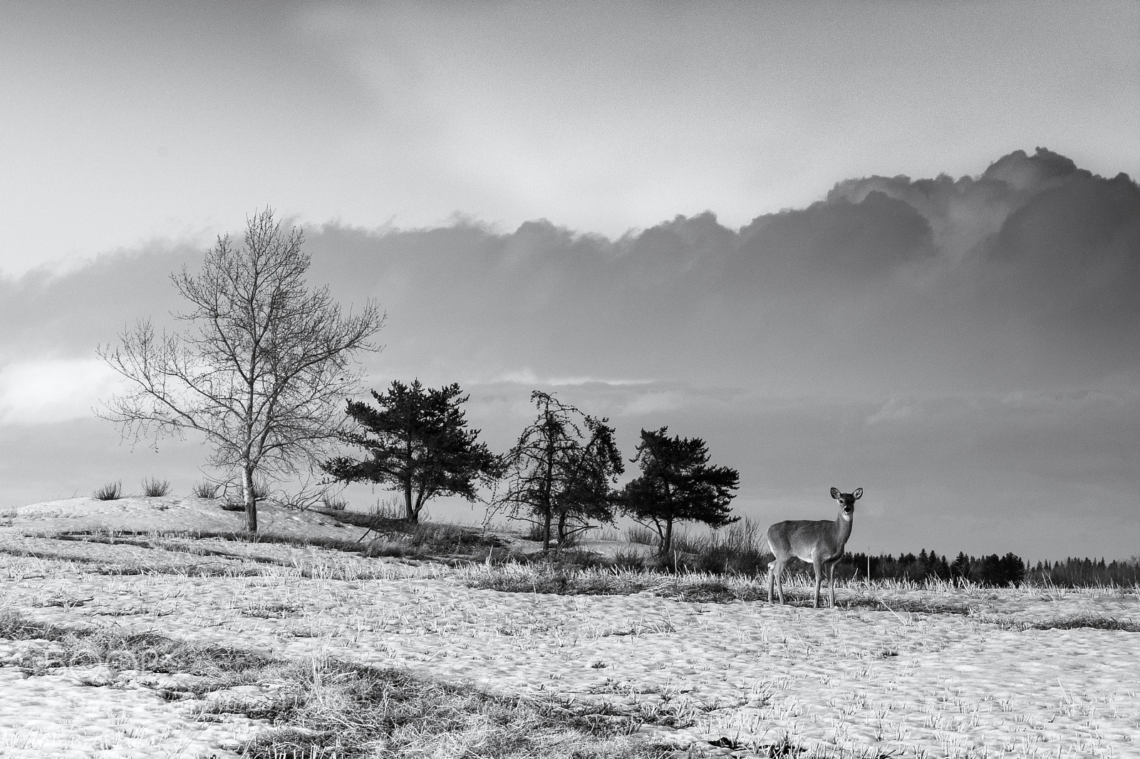 Canon EOS 5D Mark IV sample photo. White tail deer enjoying photography