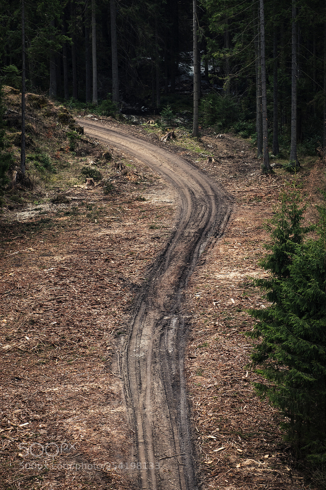 Nikon D5500 sample photo. Muddy road in woods photography