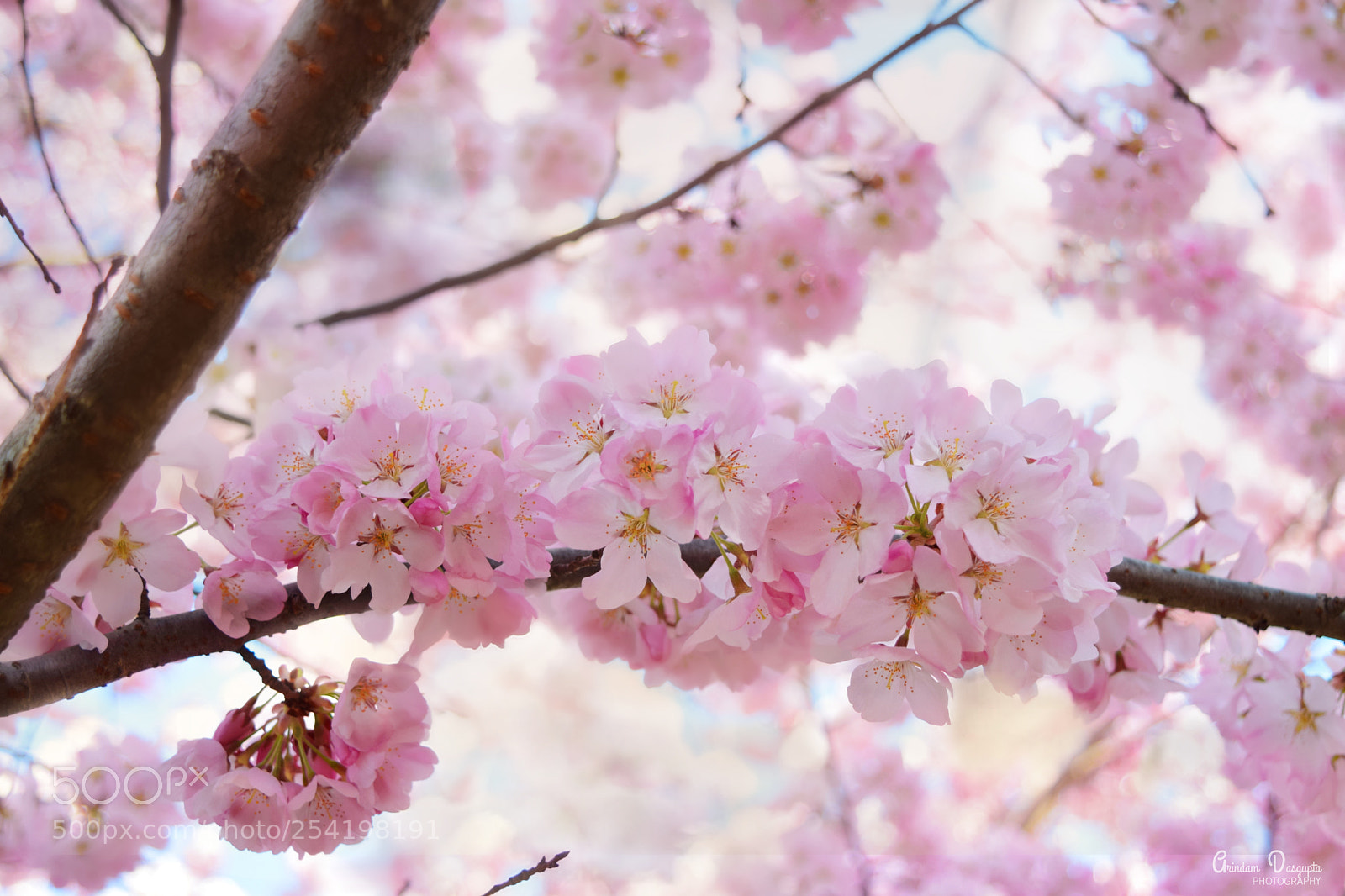Nikon D5300 sample photo. Clouds of pink cherry photography