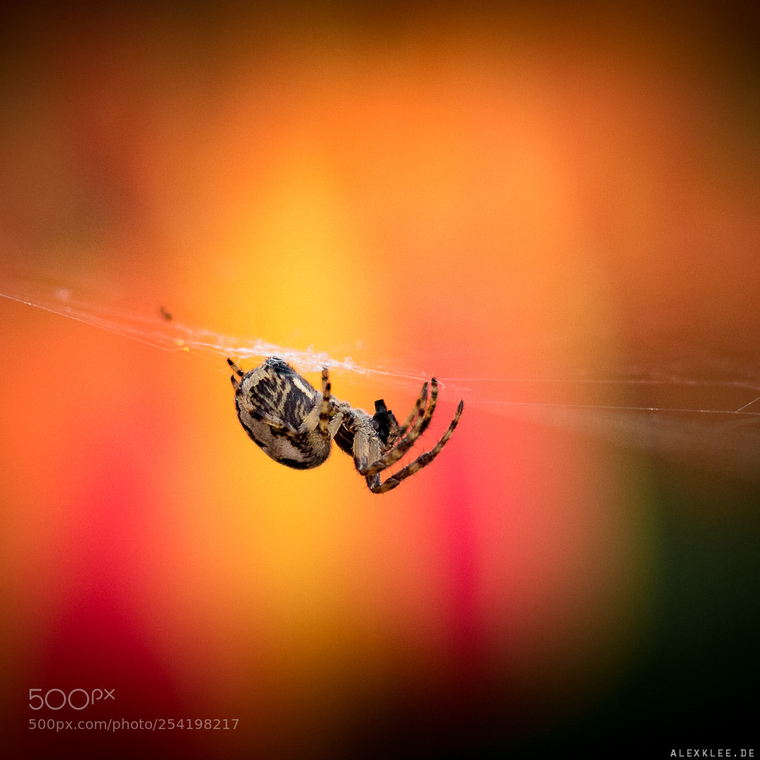 Canon EOS 7D Mark II sample photo. Spider in a tulip photography