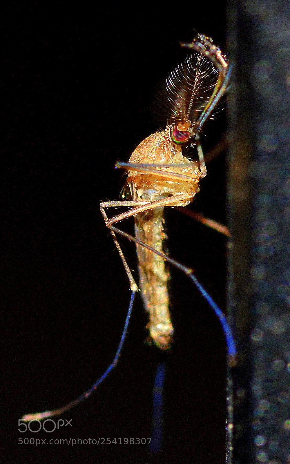Nikon D800 sample photo. Mosquito macro photography