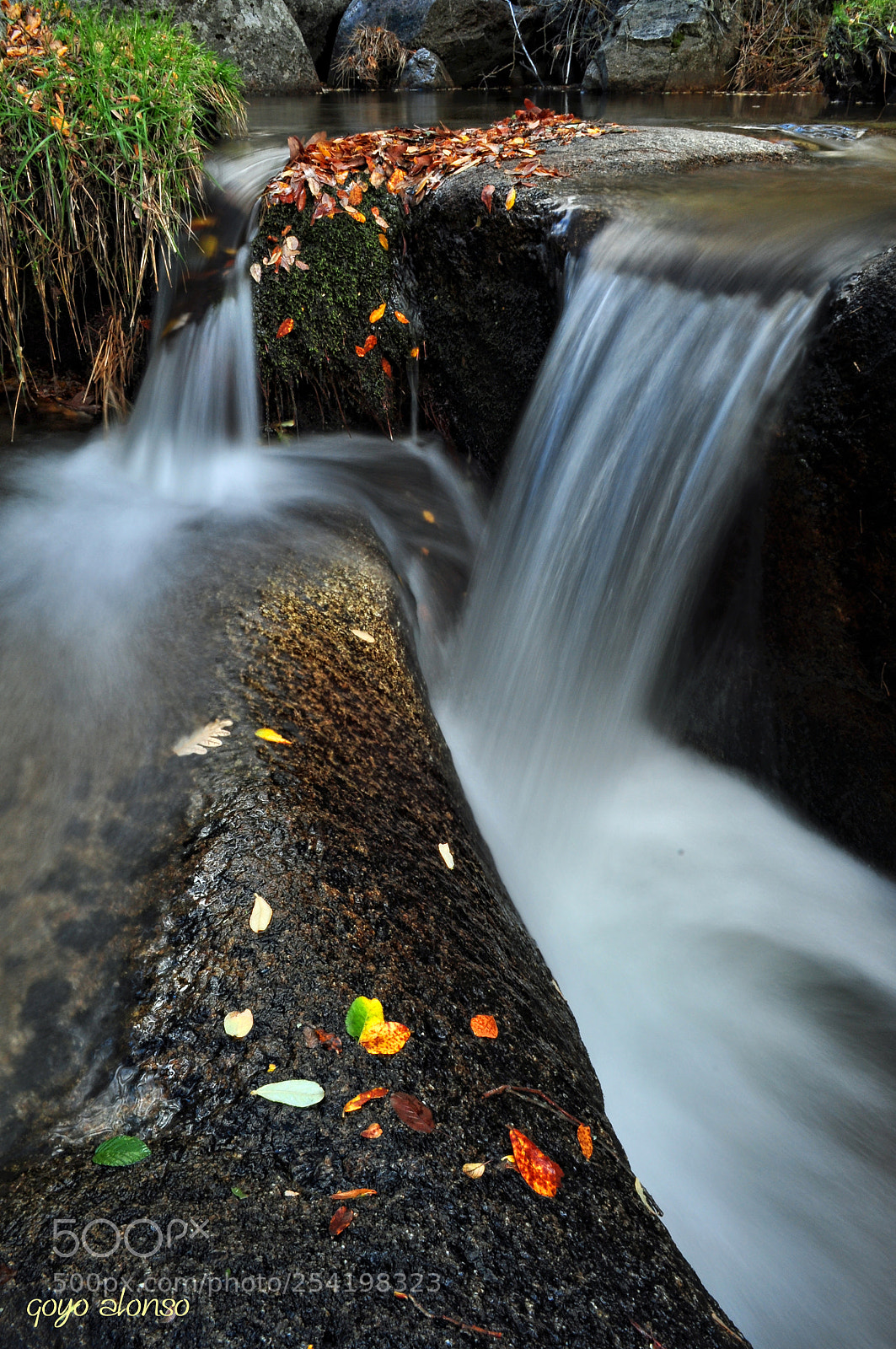 Nikon D5000 sample photo. Agua viva photography