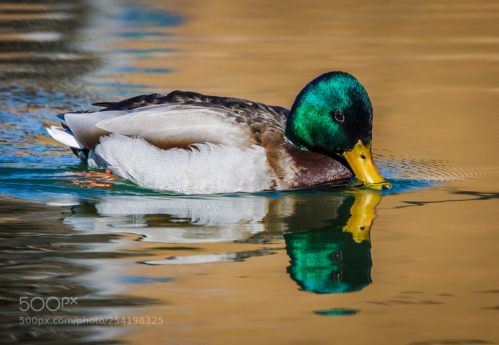 Canon EOS 50D sample photo. Reflecting mallard photography