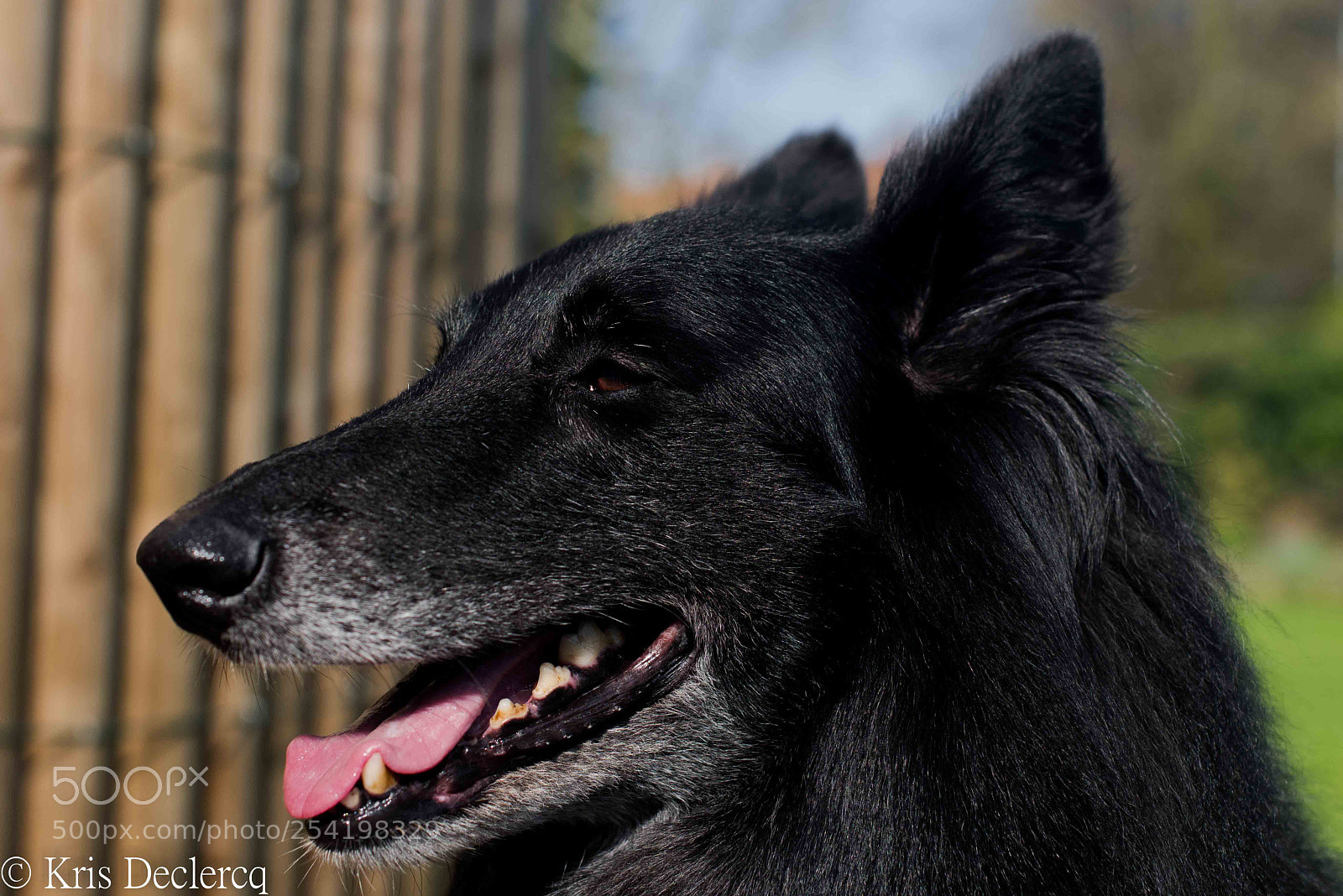 Nikon D810 sample photo. Jana our groenendael photography