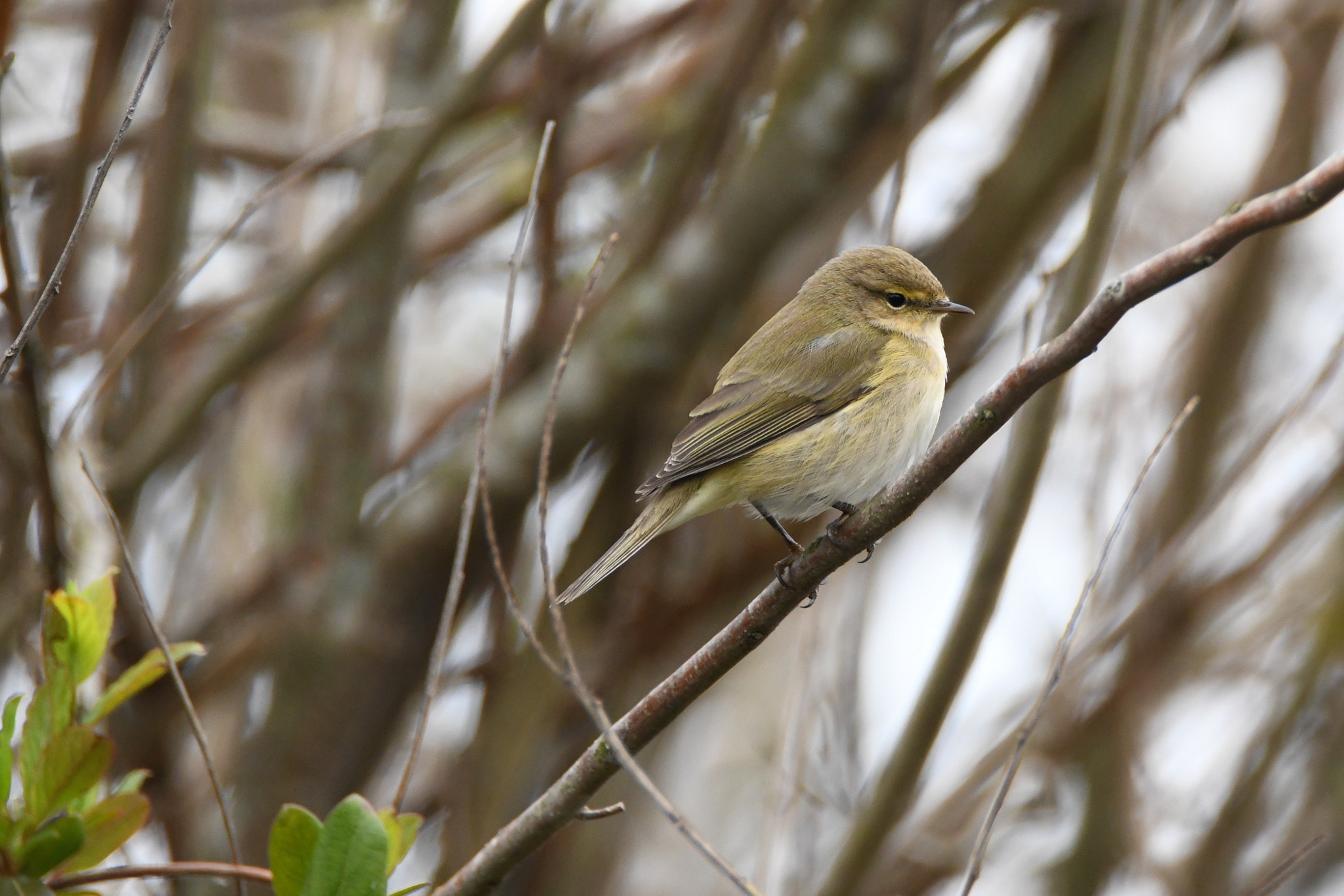 Nikon D7500 sample photo. Chiffchaff photography