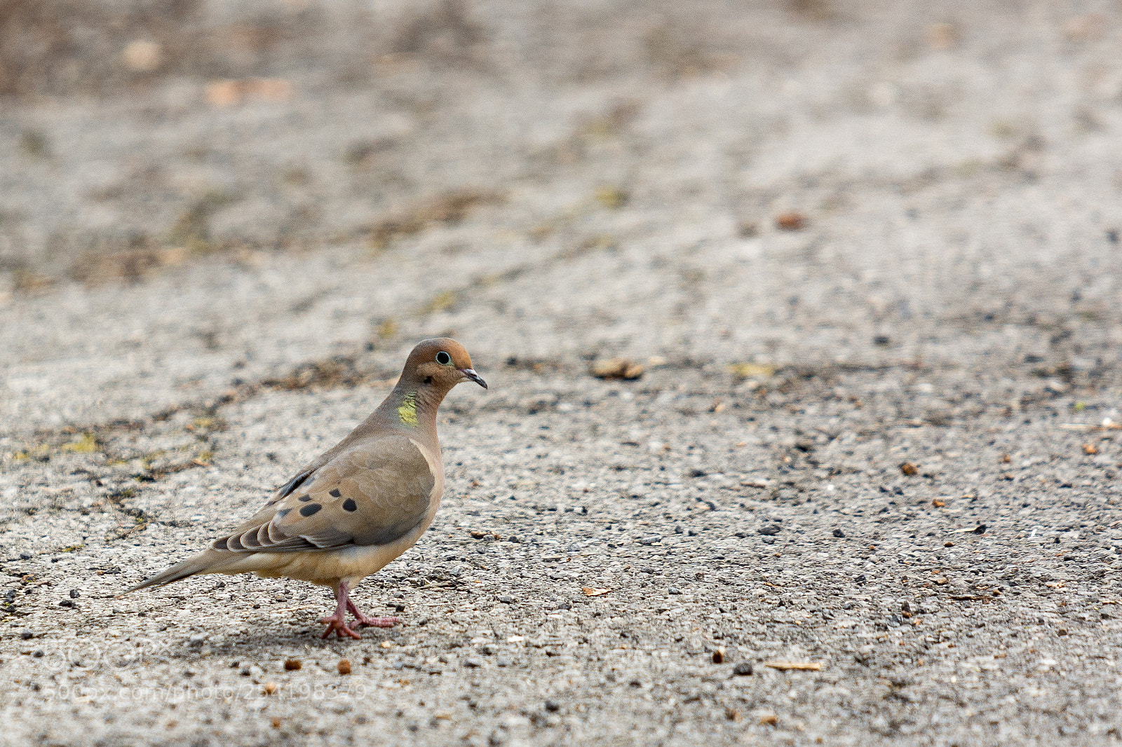 Nikon D7100 sample photo. Strutter photography