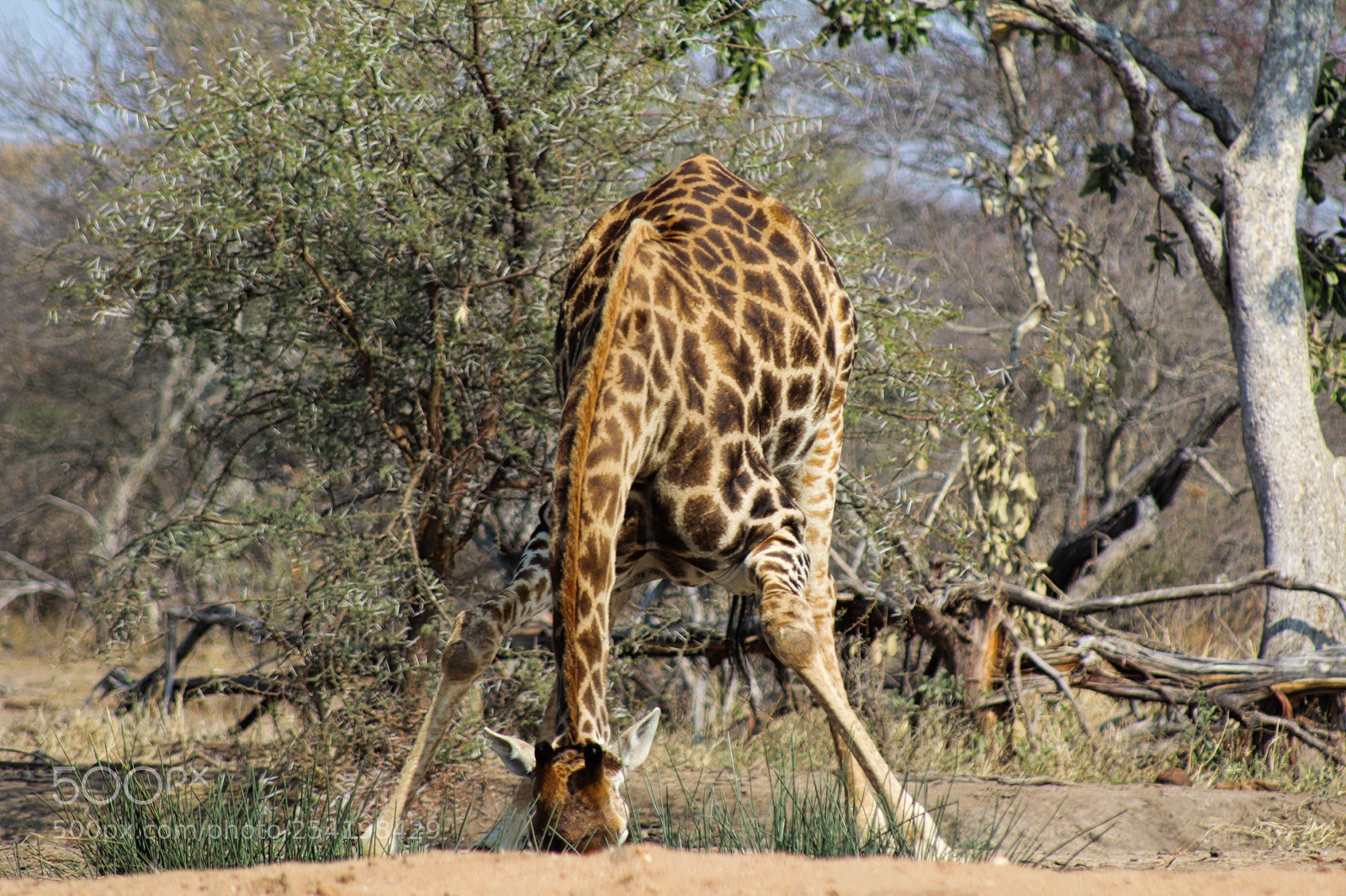 Canon EOS 1200D (EOS Rebel T5 / EOS Kiss X70 / EOS Hi) sample photo. Giraffe photography