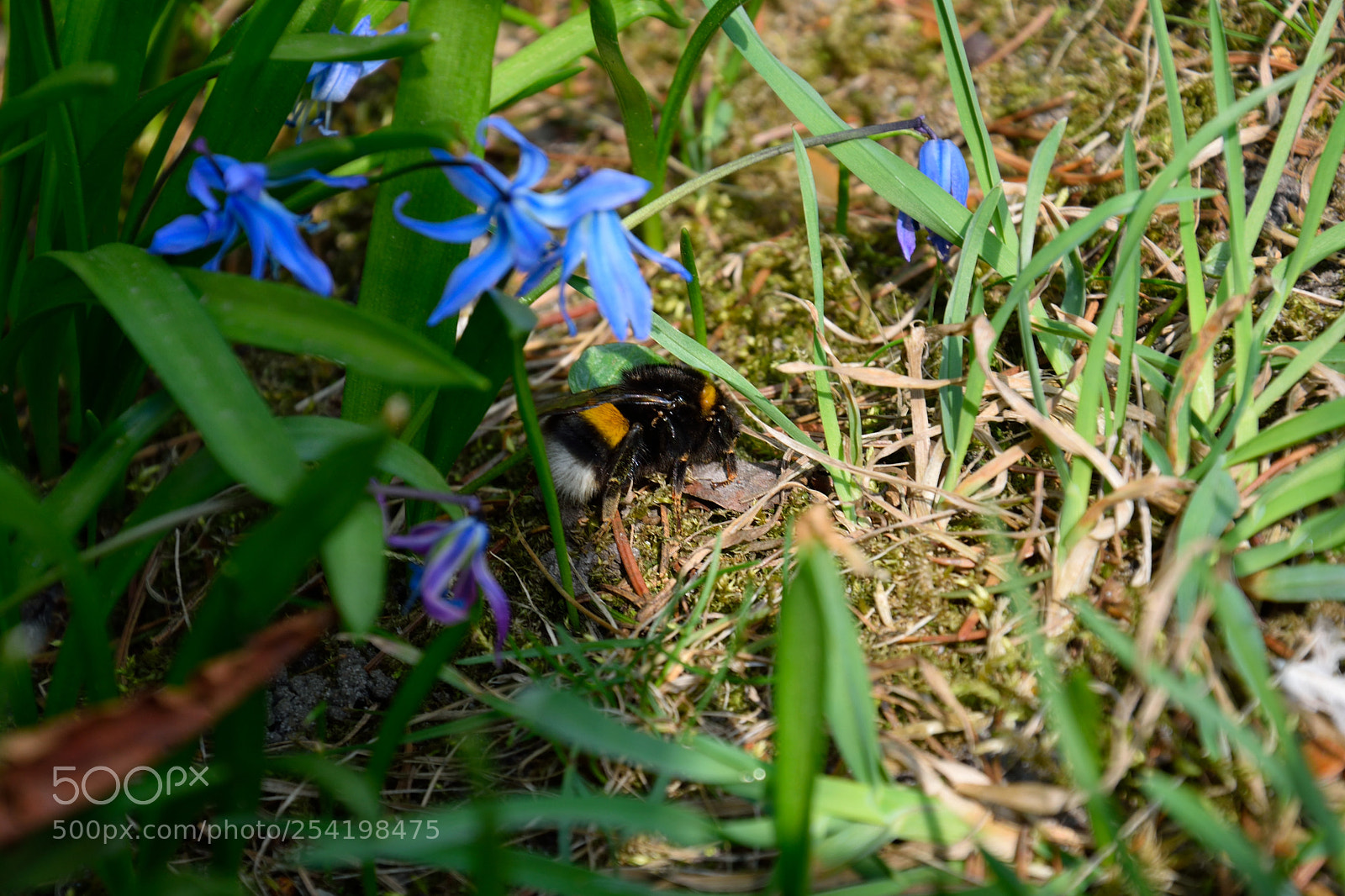 Nikon D3300 sample photo. Bumblebee photography