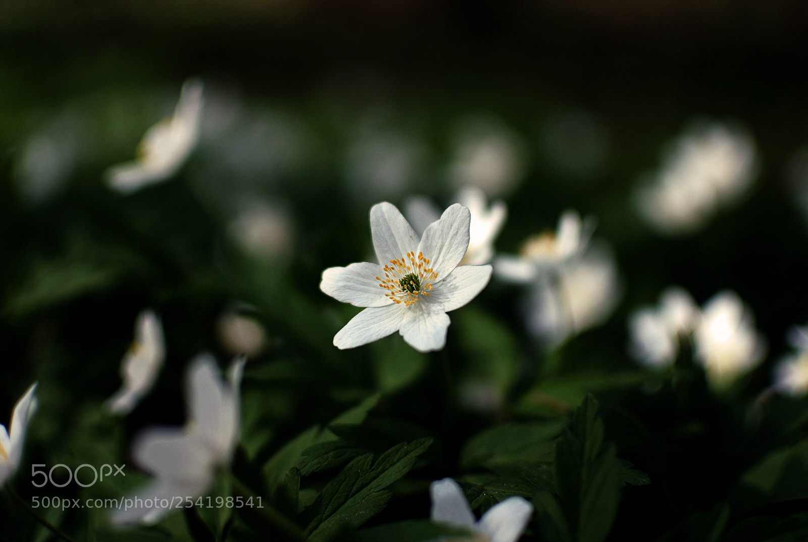 Nikon D200 sample photo. Anemone photography