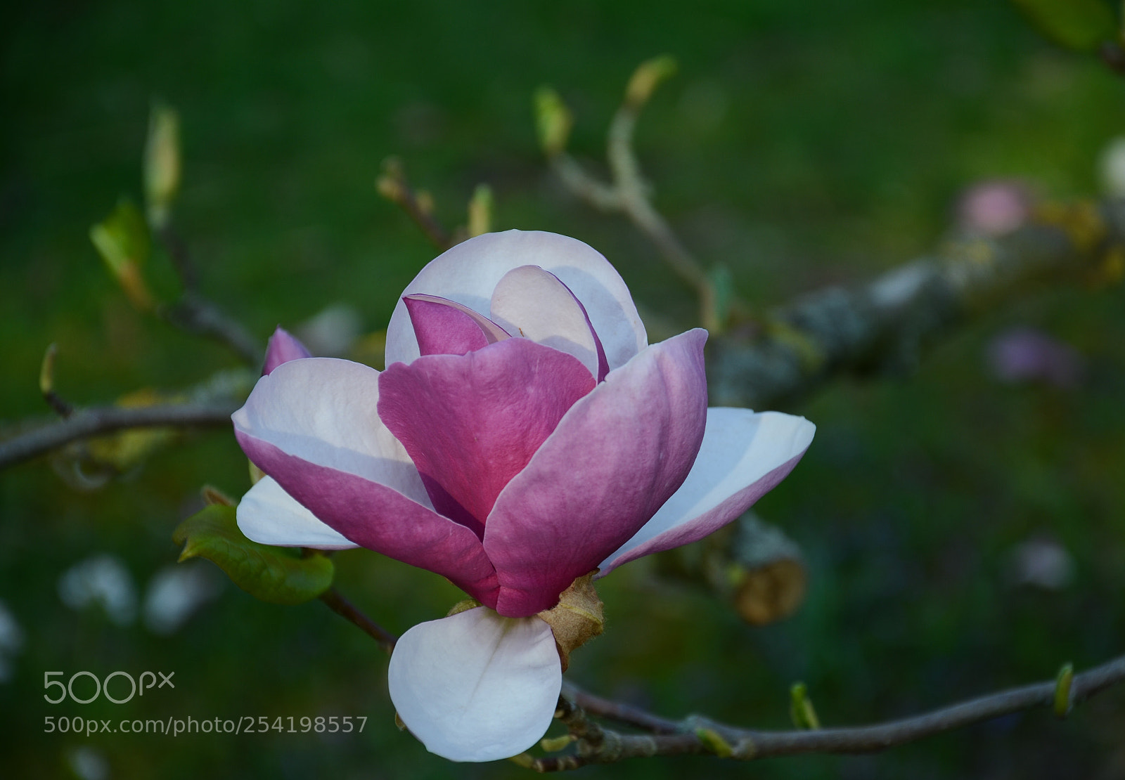 Nikon D7000 sample photo. Magnolia  photography