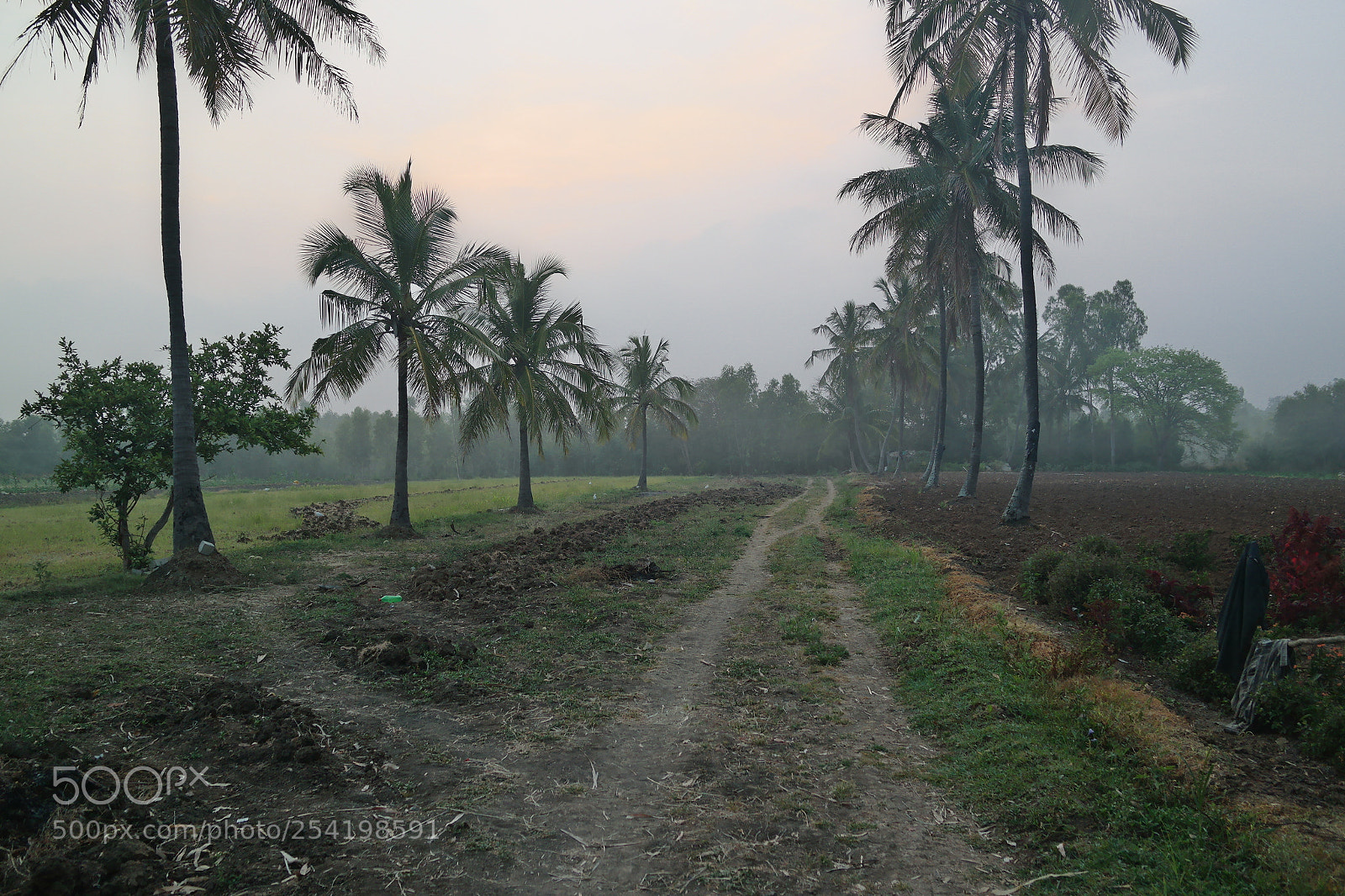 Samsung NX2000 sample photo. Cocunut field at belthur photography