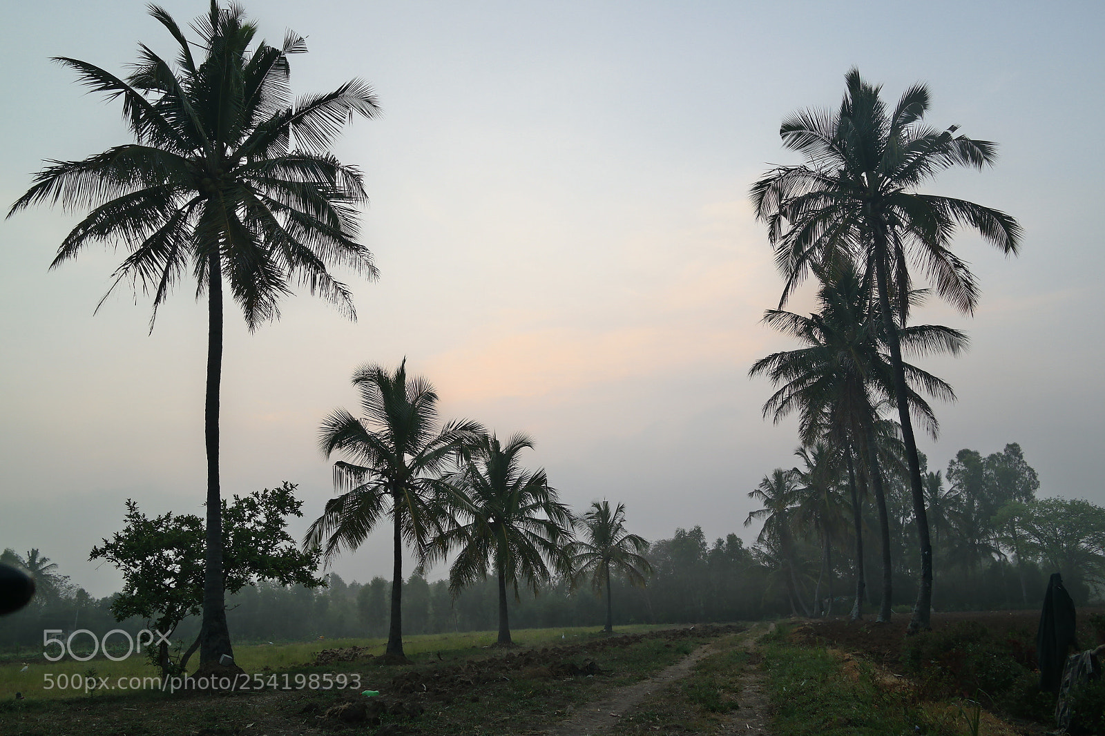 Samsung NX2000 sample photo. Cocunut field at belthur photography
